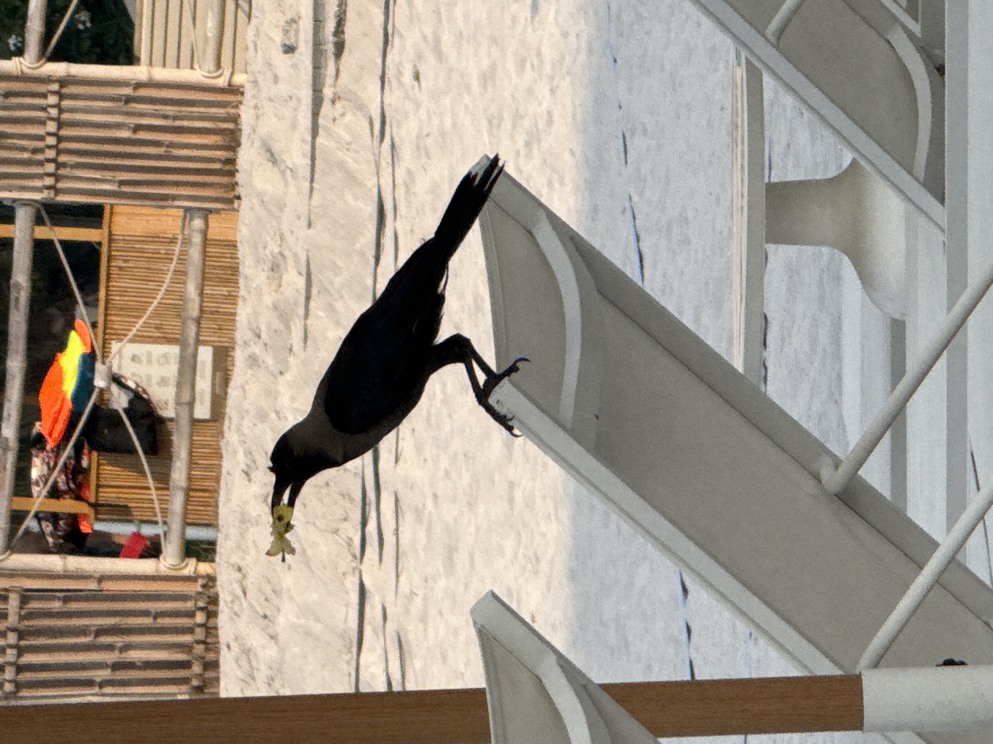 A black bird with a white-tipped tail is perched on the back of a white lounge chair, holding a small yellow object in its beak. The bird is silhouetted against a sandy beach. In the background, there is a bamboo fence and some beach umbrellas. The scene appears to be a resort or a public beach. The overall lighting suggests it is daytime, likely morning or late afternoon, given the long shadows.