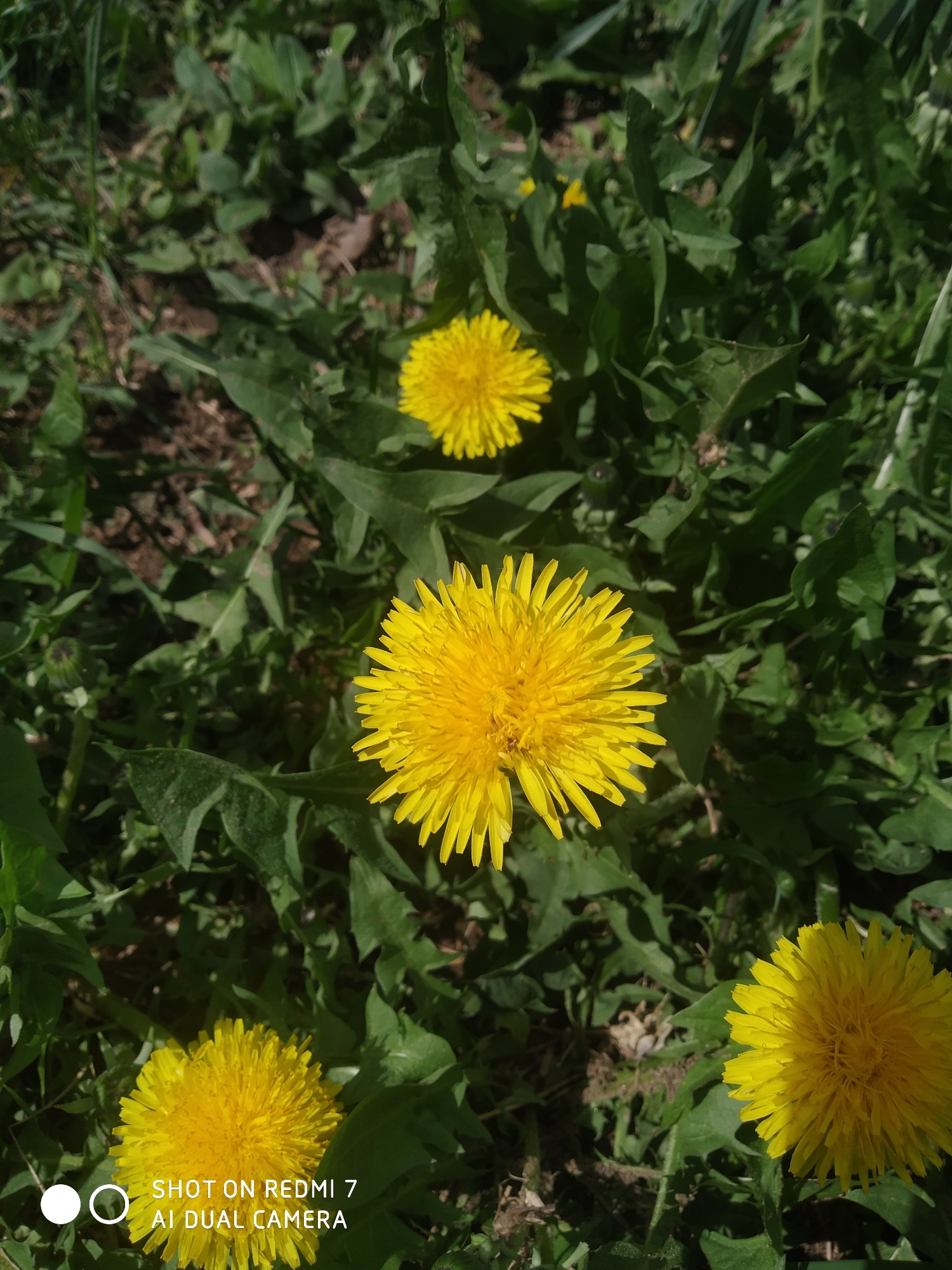 The image shows a patch of dandelions growing in a grassy area. There are four visible dandelion flower heads, all bright yellow and in full bloom. The surrounding foliage is a mix of green leaves and grass blades. The location is unknown, and there is no information to determine its location in Chaikovsky, Russia.