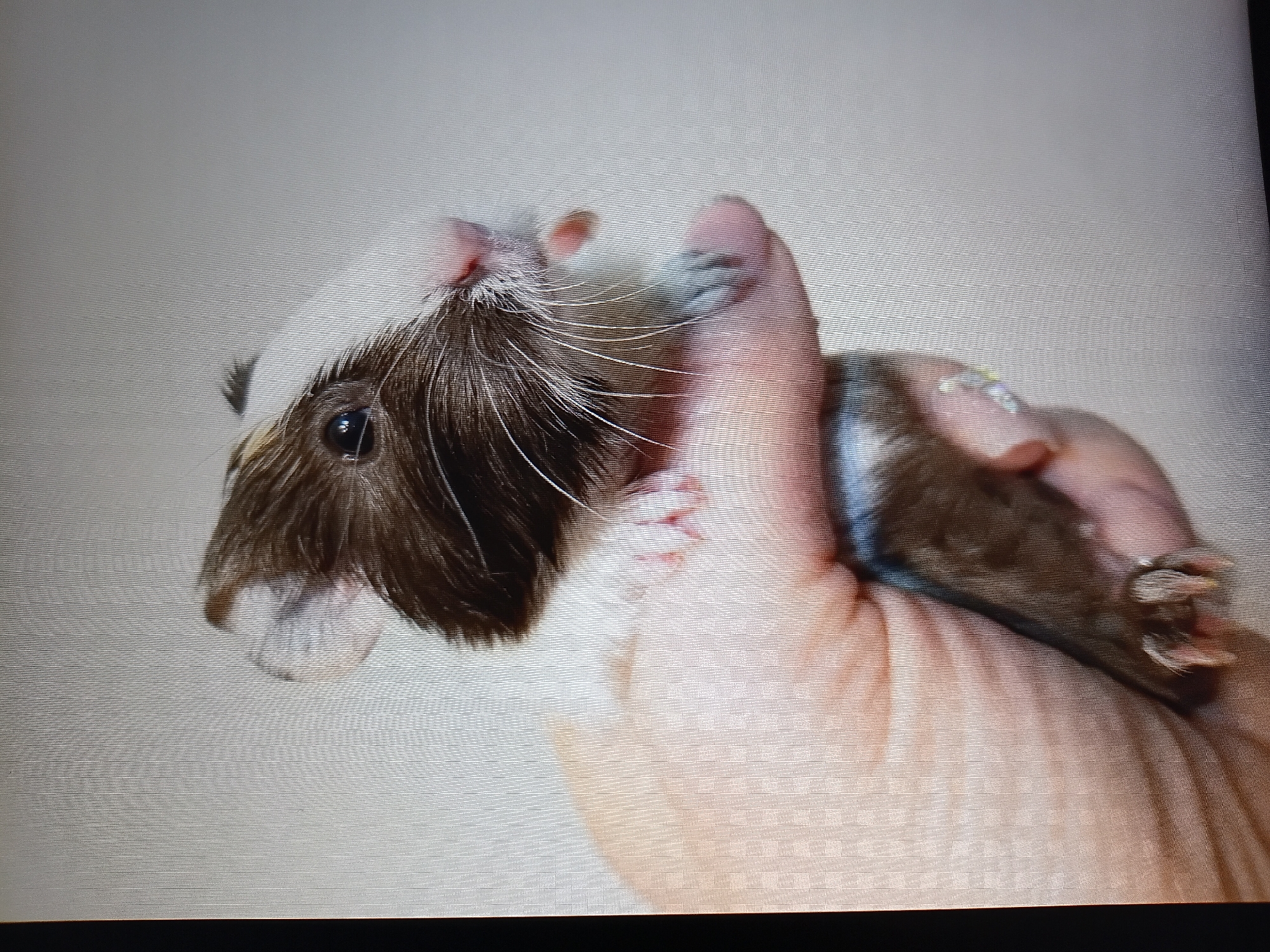 A small, brown and white guinea pig is being held in a person's hand. The guinea pig is facing to the right and its mouth is slightly open. The background is a plain, textured surface. There is no indication of the city of Tiraspol, Moldova in the image.