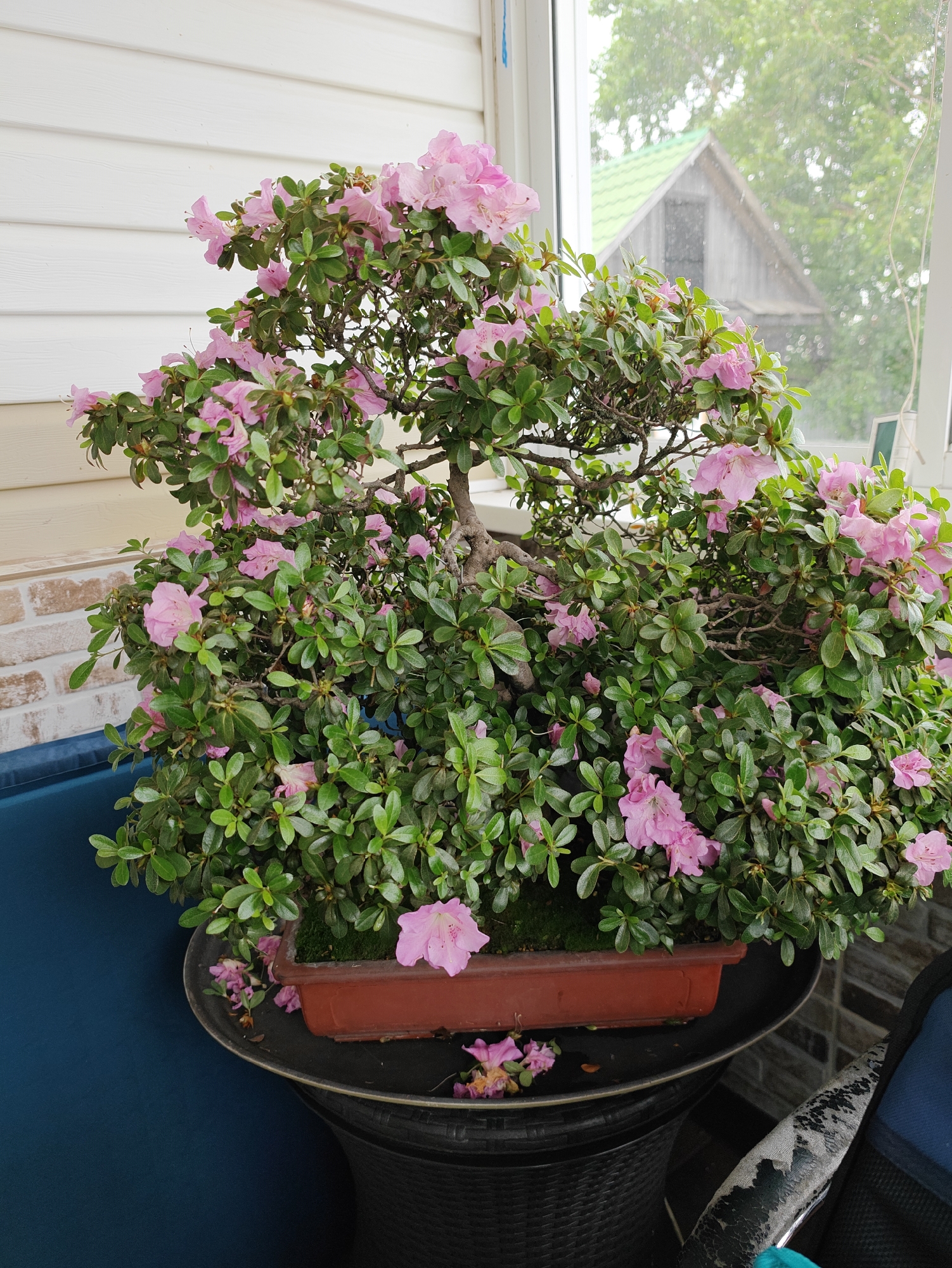 A bonsai azalea tree with pink flowers is displayed on a dark, woven stand. The tree is in a reddish-brown rectangular pot. The background shows a white horizontal wood-paneled wall and a window with a view of greenery and a wooden structure with a green roof. To the left of the stand is a dark blue upholstered chair. The scene is indoors, likely on a porch or enclosed balcony. The overall environment appears to be residential. The image does not contain any specific geographical markers indicating it is in the city of Devjatyj Val, Russia.