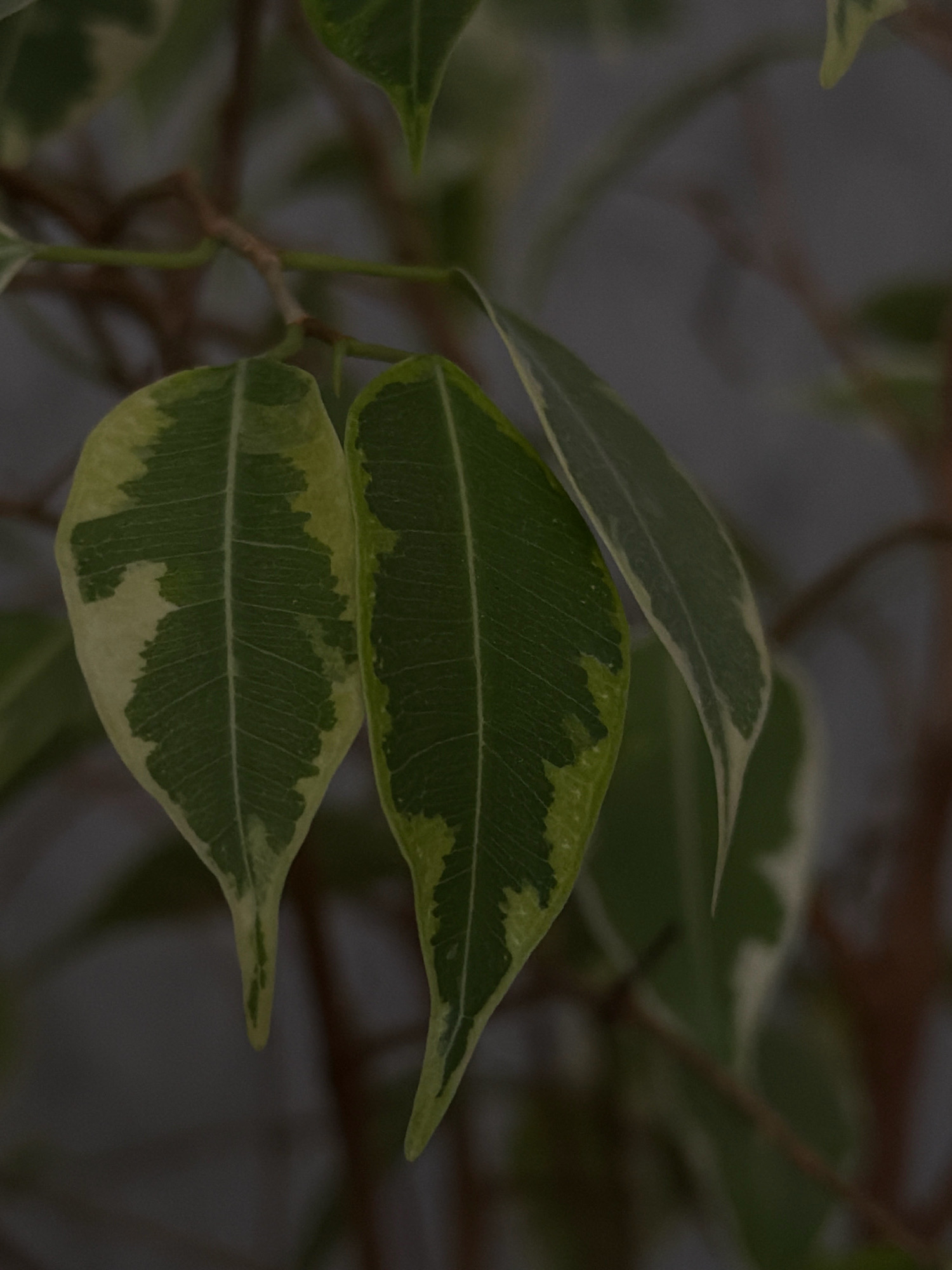 The image is a close-up, dimly lit photograph of variegated leaves on a plant. The leaves are oval-shaped with pointed tips and exhibit a marbling of dark green and creamy yellow. The venation is clearly visible on the green portions. Several leaves are clustered together, with some appearing to overlap. The background is out of focus, a dark, muted gray-brown, suggesting an indoor setting or a heavily shaded outdoor environment. There are no people, actions, or interactions depicted. The image does not contain any identifiable landmarks or features that would place it in Hrodna, Belarus.