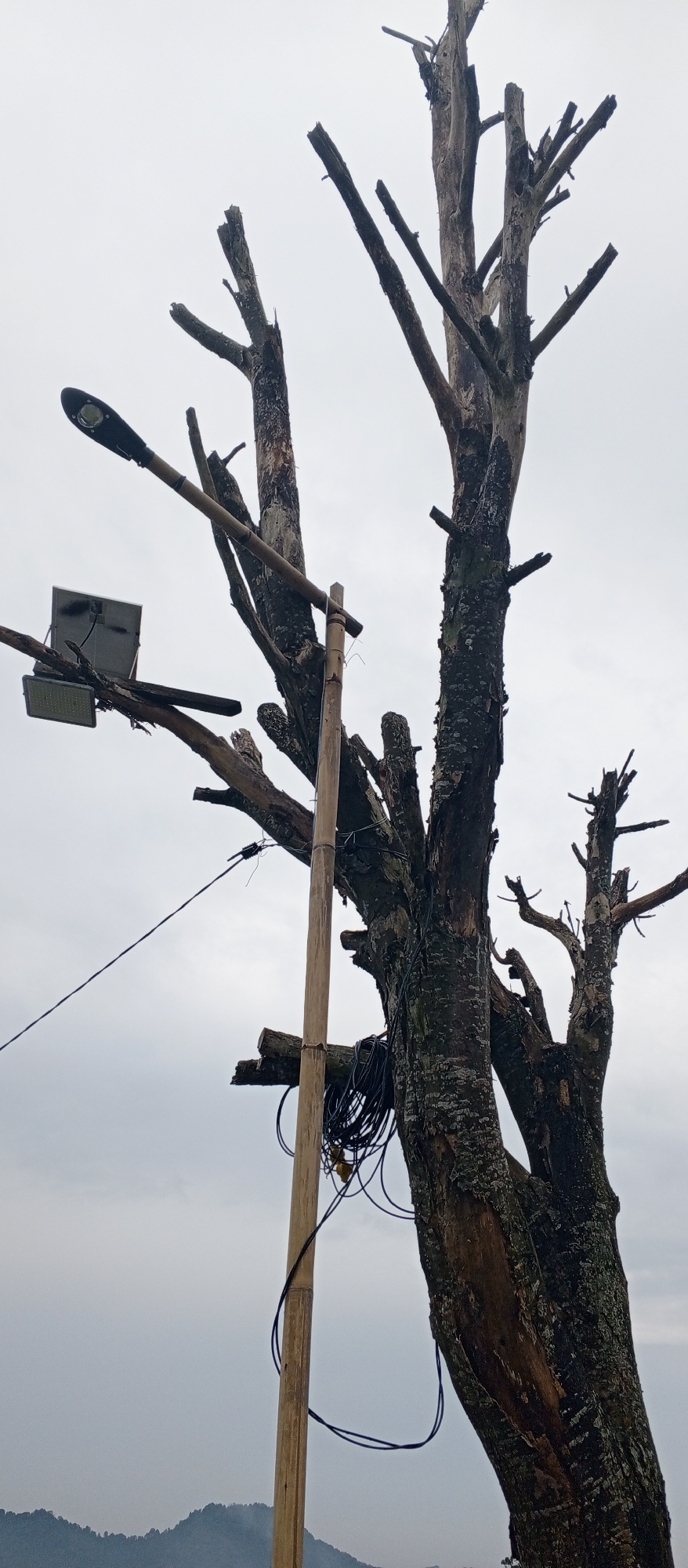 The image shows a dead, gnarled tree with several branches broken off. A street lamp and a solar panel are attached to one of the branches. A bamboo pole, with electrical wires bundled around it, is positioned next to the tree trunk. The background is a cloudy sky, with a hint of distant hills. The scene appears to be in an outdoor, possibly rural, setting.