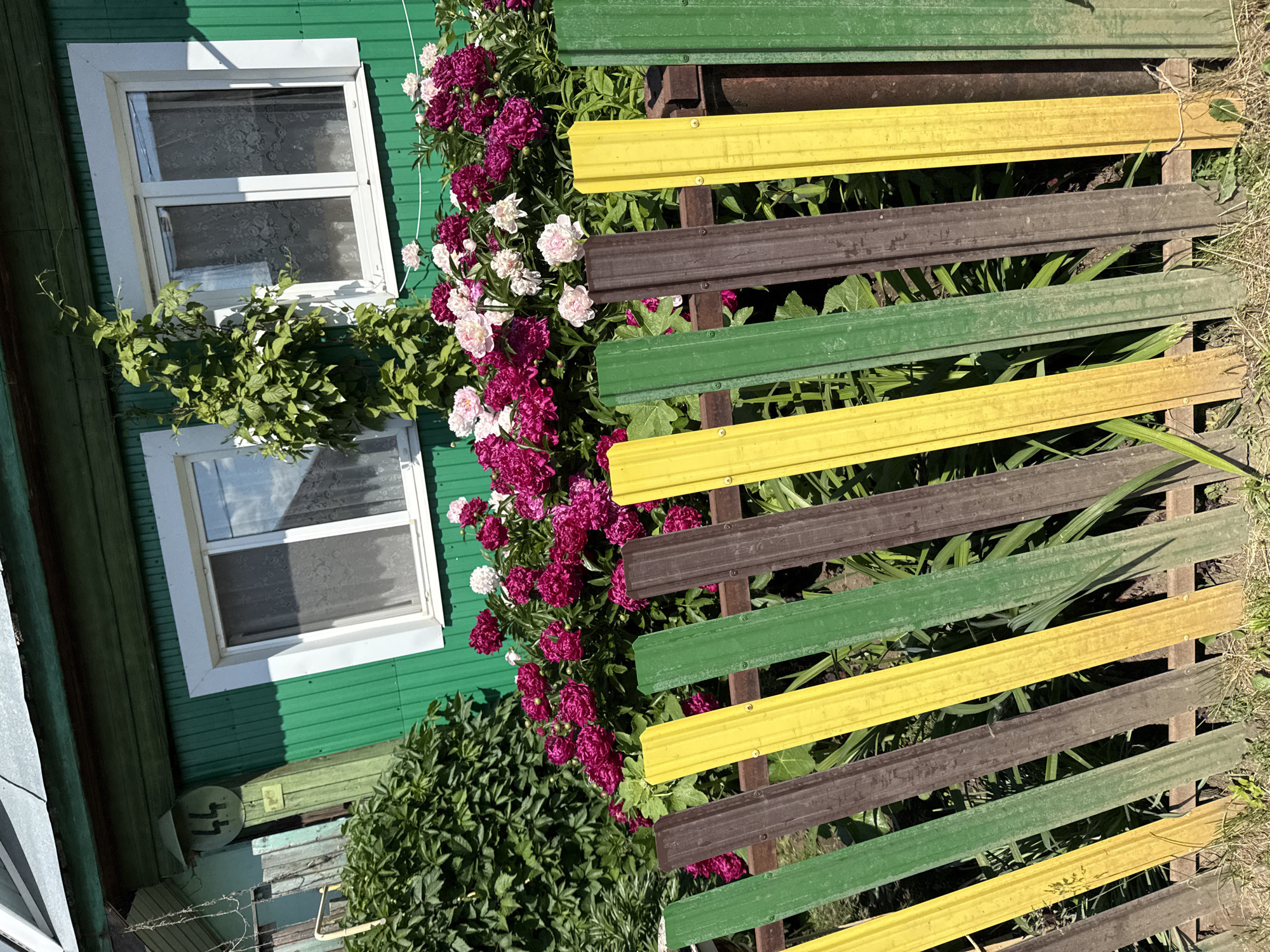 The image shows a close-up of a vibrant garden in front of a green wooden house. The house has two white-framed windows with sheer curtains. A climbing plant with lush green leaves is growing up the side of the house, near the windows. In front of the house, a dense bed of peonies is in full bloom, displaying a mix of deep pink and white flowers. A colorful fence made of vertical planks in green, yellow, and brown hues runs across the foreground, partially obscuring the garden. The fence is made of corrugated metal. The ground in front of the fence is covered with dry grass and some green shoots. The overall scene suggests a sunny day in a residential area. The house number "44" is visible on a sign near the left side of the house. The image was likely taken in Chaikovsky, Russia, as indicated by the provided context.