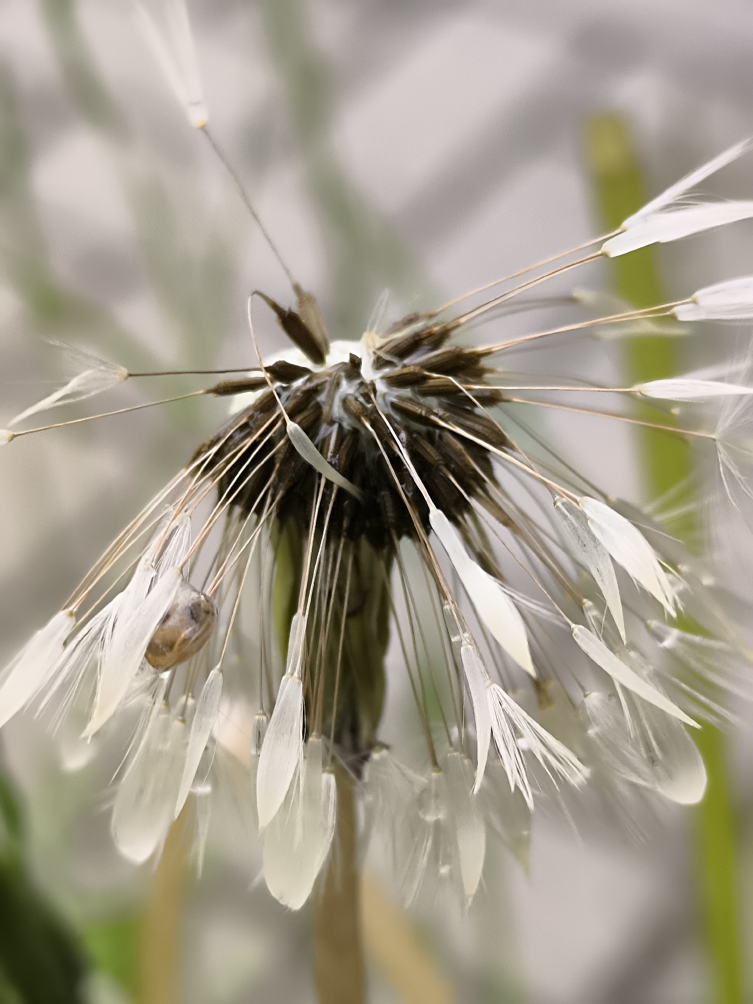 This close-up macro photograph, taken in Dercekliai, Lithuania, depicts a mature dandelion (Taraxacum officinale) seed head, saturated with moisture. Numerous dark brown achenes, the individual seeds, are tightly clustered at the central base of the structure. Each achene is connected to a slender, light brown stalk, which terminates in a parachute-like cluster of white, feathery pappus bristles. Water droplets are distinctly visible clinging to the pappus bristles and some of the stalks, indicating recent exposure to precipitation or condensation. Approximately twenty to thirty individual seed and pappus units are clearly discernible, extending outwards in various directions. A small, light brown, oval-shaped object, consistent with a mollusk shell (possibly a small snail), is adhered to one of the lower-left achene stalks. The background is rendered out of focus, displaying blurred areas of pale green and light grey/off-white, suggesting a natural outdoor setting with foliage behind the subject. No human subjects or interactions are present.