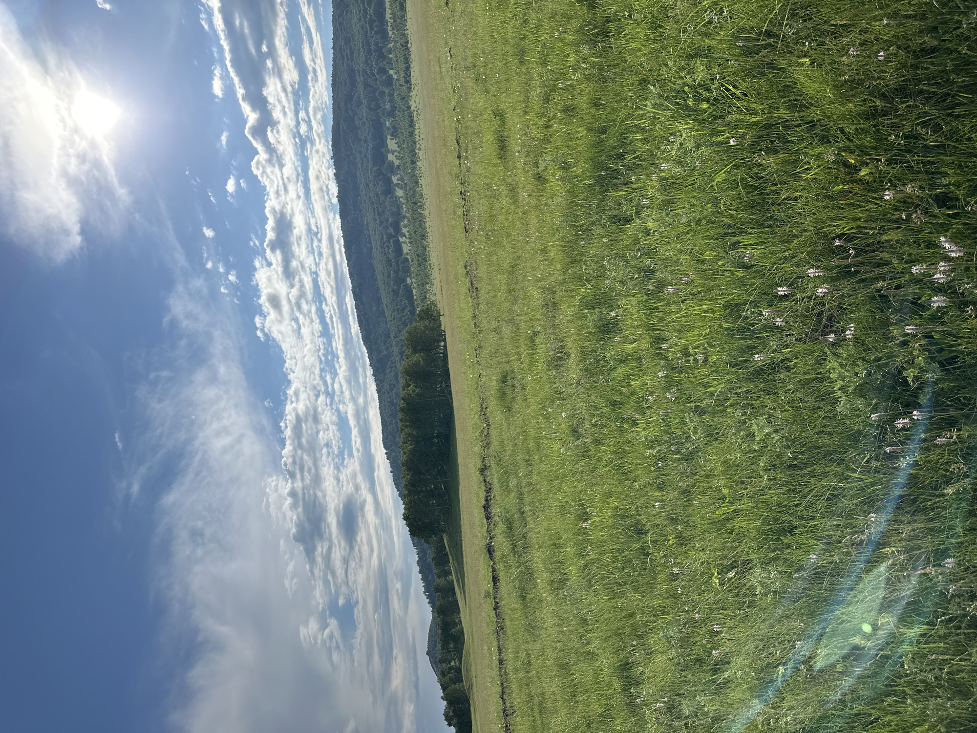 A wide, lush green meadow is illuminated by the bright sun, which is visible in the upper right corner of the image. Wispy clouds drift across a clear blue sky. In the middle ground, a line of trees runs along the base of a gently sloping, forested hill. The foreground of the meadow is filled with tall grasses and scattered small white flowers. A subtle lens flare streaks across the lower left quadrant of the image, adding a touch of light and color. The overall impression is one of a serene, natural landscape on a sunny day.