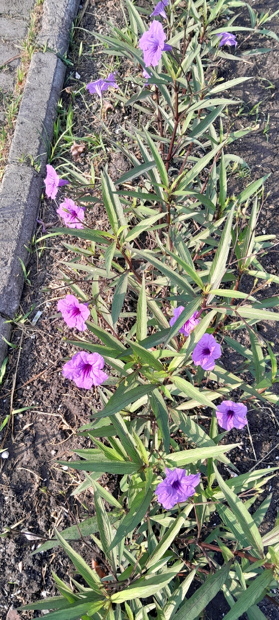 This is a close-up, eye-level shot of a patch of Mexican petunias (Ruellia simplex) growing outdoors in Bendungan, Indonesia. The plants have long, narrow green leaves and numerous trumpet-shaped purple flowers. The flowers are varied in their stage of bloom, with some fully open and others still in bud. The plants are rooted in dark, dry soil, with some scattered small stones and dry leaves on the surface. To the left of the plants is a concrete edge, possibly a planter box or pathway border, which appears weathered and slightly rough. The scene is well-lit, suggesting it is daytime, and the lighting casts subtle shadows. There are no people or animals visible in the image.