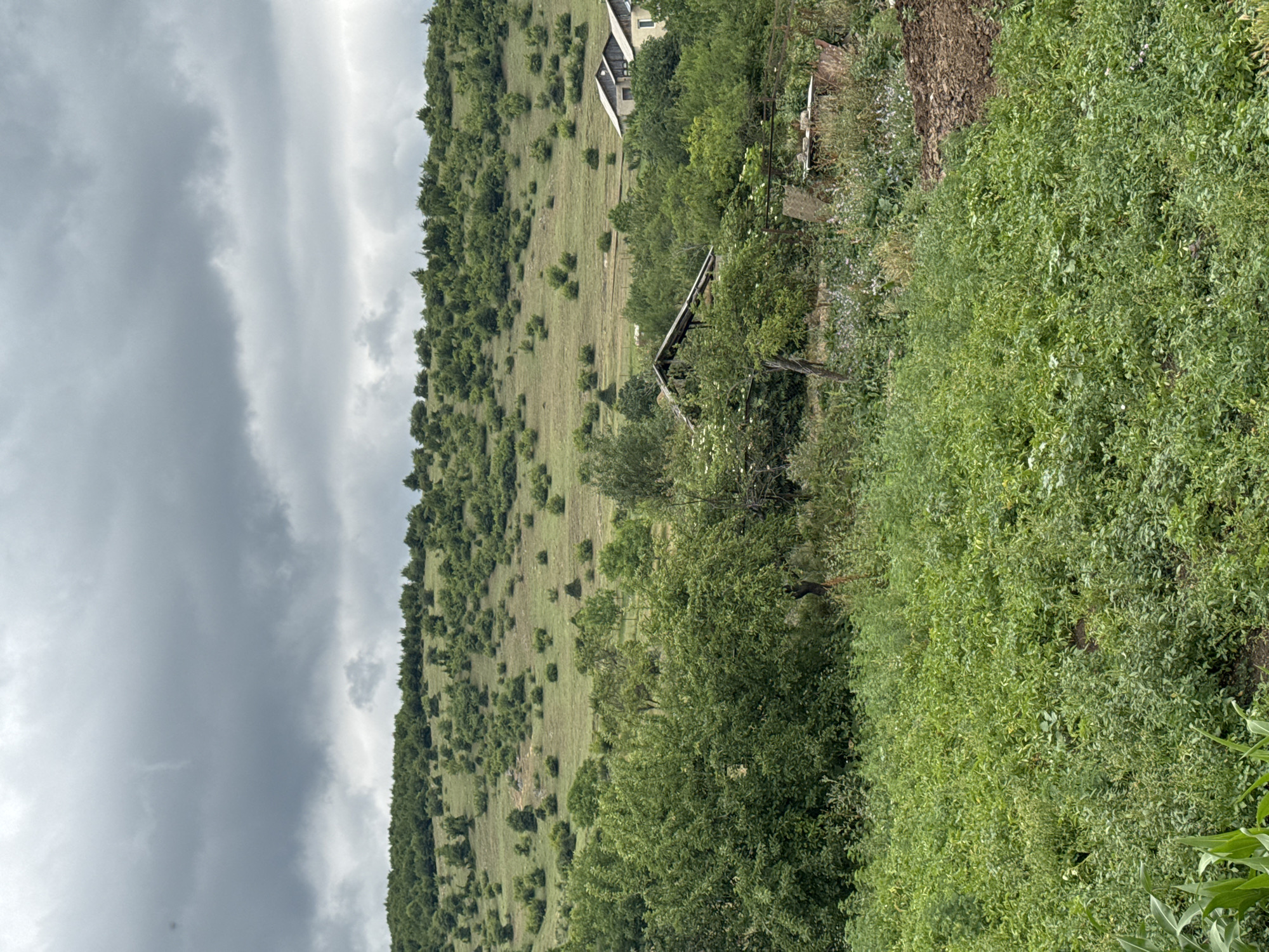 The image depicts a rural landscape under a heavily clouded sky. The foreground is dominated by a field of lush green plants, possibly crops or weeds. To the right of this field, a patch of dark, disturbed soil is visible. In the middle ground, a dense cluster of trees and foliage obscures a dilapidated wooden structure with a partially collapsed roof. Further back, two modern houses with light-colored walls and dark roofs are nestled amongst more trees. The background consists of a rolling hill covered in a scattered pattern of green bushes and trees, with the slope ascending towards the horizon. The overall scene suggests a somewhat unkempt and rustic environment, likely in a rural area of Georgia, given the prompt's mention of Tandzia. There are no people or animals visible in the image. The lighting is subdued due to the overcast conditions.