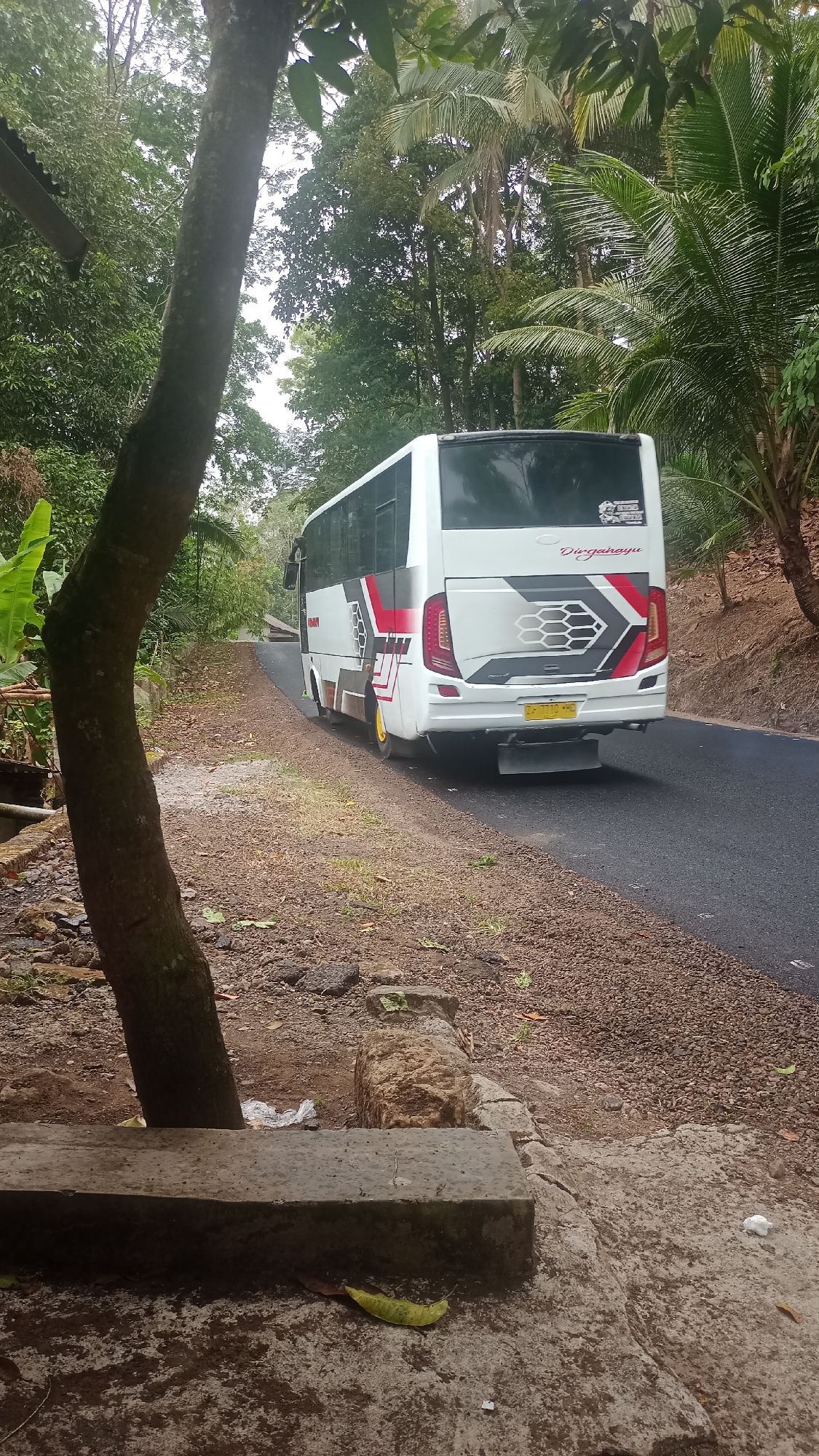 A white bus with red and black accents is driving on a paved road in a rural, tropical environment. The bus has "Dirgahayu" written on its rear. To the left of the road, there is a dirt path and lush vegetation, including trees and banana plants. In the foreground, there is a concrete bench and a tree trunk. The scene appears to be located in Singkir, Indonesia, based on the presence of tropical flora and the style of the bus, which is common in Indonesian public transportation. The sky is overcast, suggesting a cloudy day.