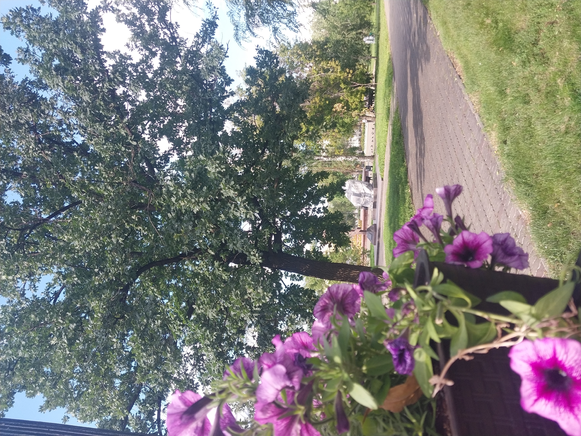 This is a close-up, eye-level, medium shot photograph of purple petunias in a dark planter in the foreground. The flowers are in focus and take up the left side of the frame. Behind the planter is a large, mature oak tree with green leaves, its trunk visible. To the right of the oak tree, a paved walkway extends into the background, lined by green grass. In the middle ground, there is a monument with a large, irregular-shaped stone on a tiered base, with benches and trees in the surrounding parkland. The scene is set in a park in Orenburg, Russia, under a bright, sunny sky with some white clouds. The overall atmosphere is serene and suggests a pleasant day outdoors.