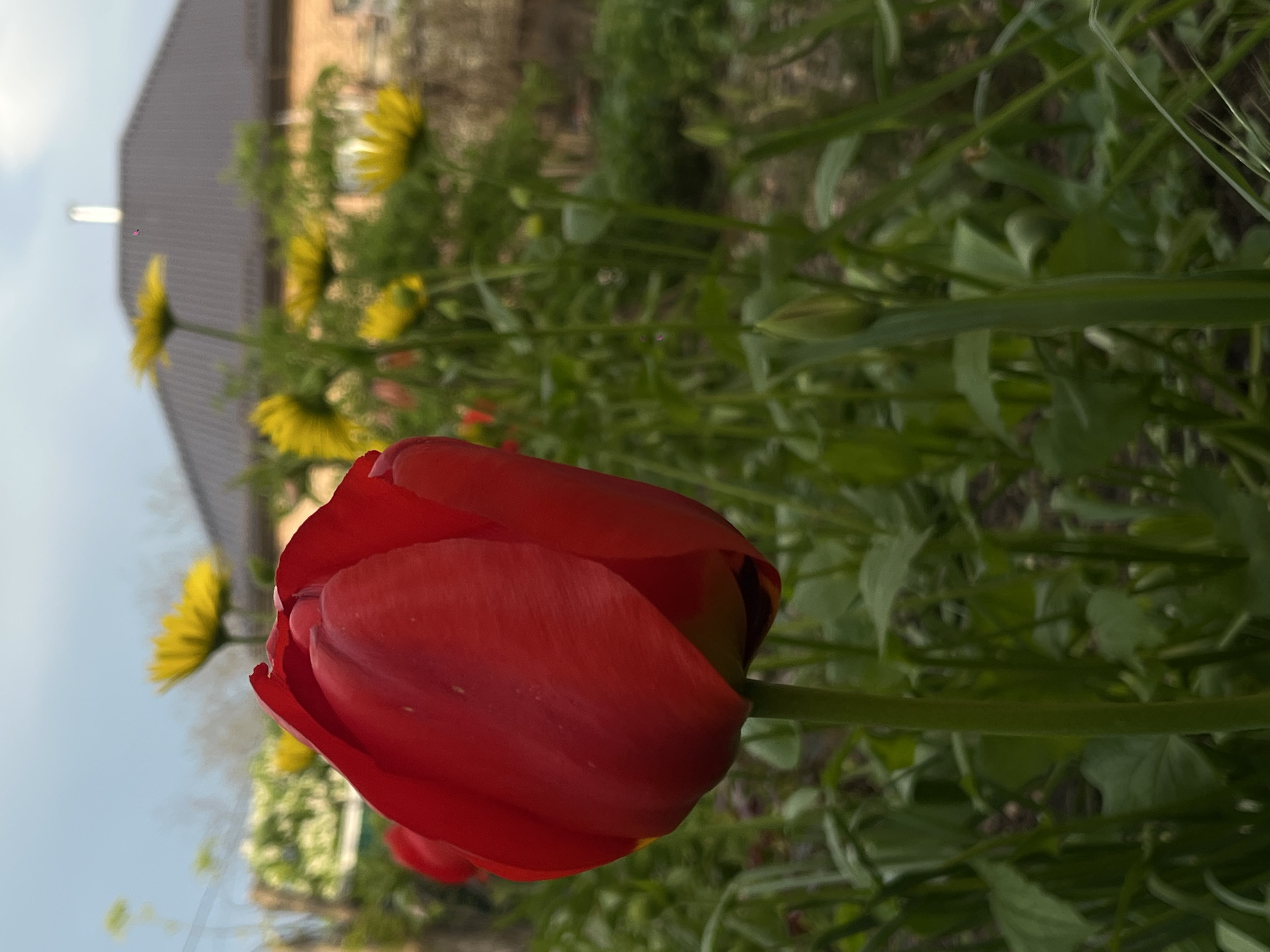 The image shows a close-up of a red tulip in focus, with several yellow flowers and green foliage blurred in the background. A building is visible in the distance. The location is Novopokrovskaya, Russia.
