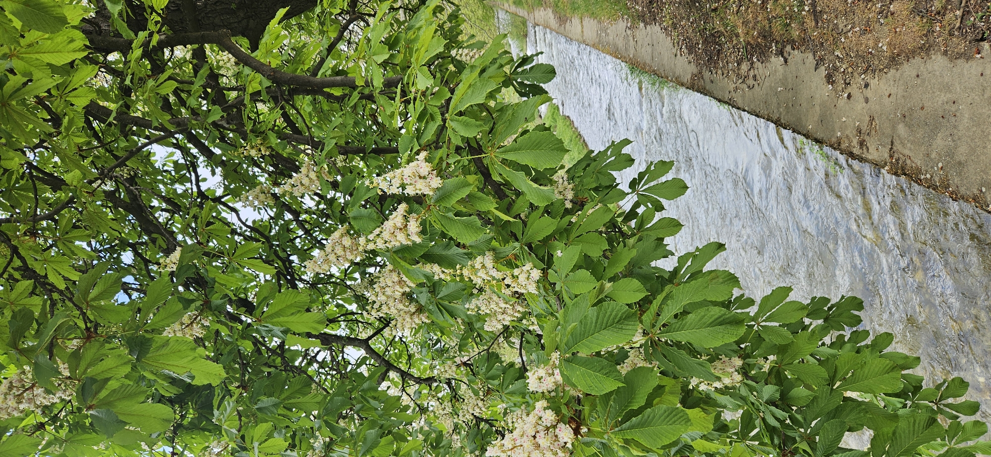 The image depicts a water channel flowing alongside a concrete path, partially obscured by the foliage of a tree with large, green leaves and clusters of white flowers. The location is Blagoevgrad, Bulgaria. The water in the channel appears to be flowing quickly. The concrete path has a rough, aged texture, and along its edge, there is a strip of ground with sparse vegetation and fallen leaves. The tree’s branches and leaves are the dominant feature, with some areas of the sky visible through the foliage.