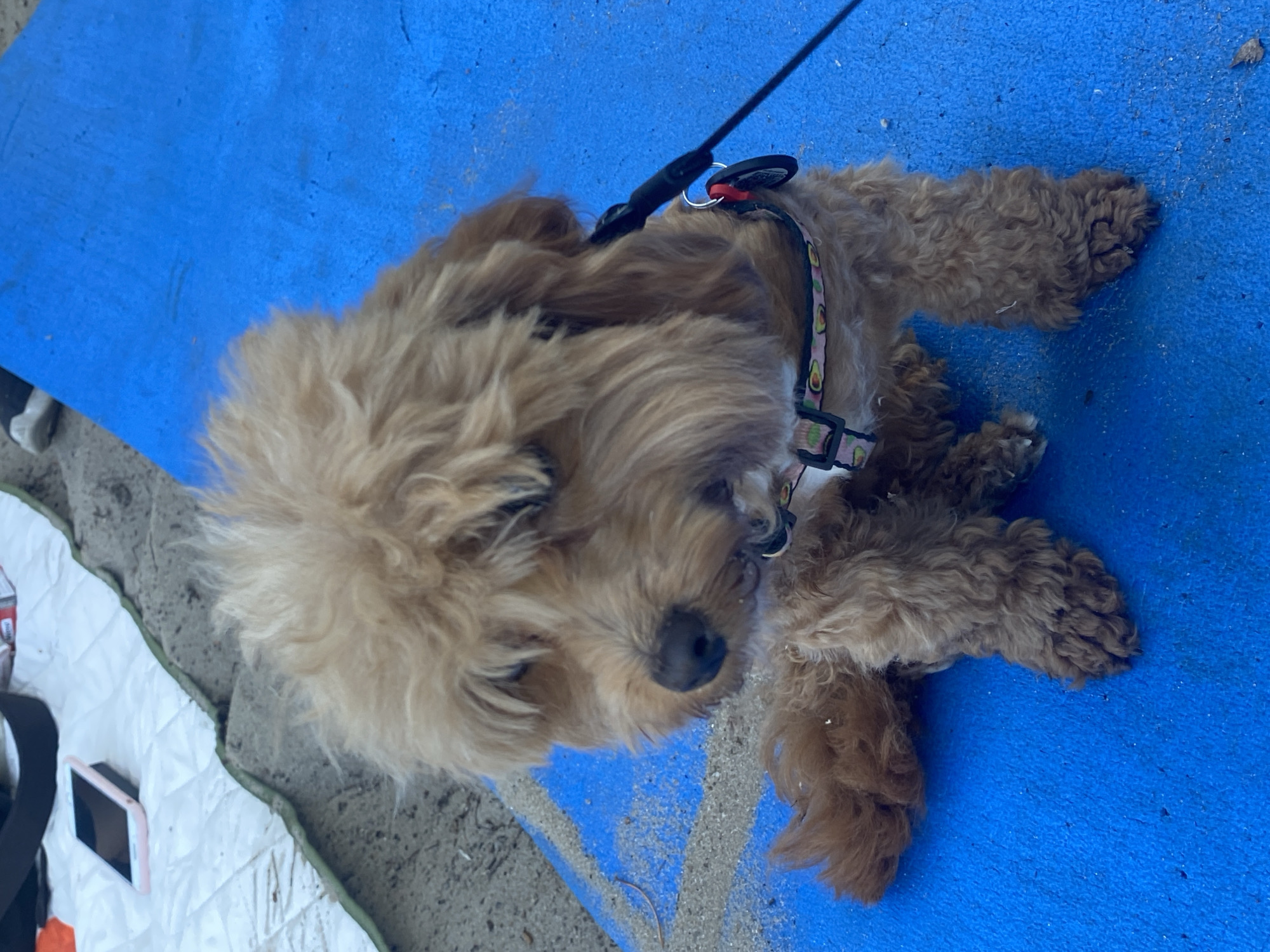 A light brown, curly-haired dog sits on a bright blue mat on a sandy surface. The dog is wearing a collar with a pattern of avocado slices and a leash attached to a black harness. In the background, to the left, is a white quilted mat with a green trim, and on it rests a white smartphone with a pink case. The environment appears to be outdoors, possibly a beach or park area. No specific location in Dnipro, Ukraine can be identified from the visual information provided.