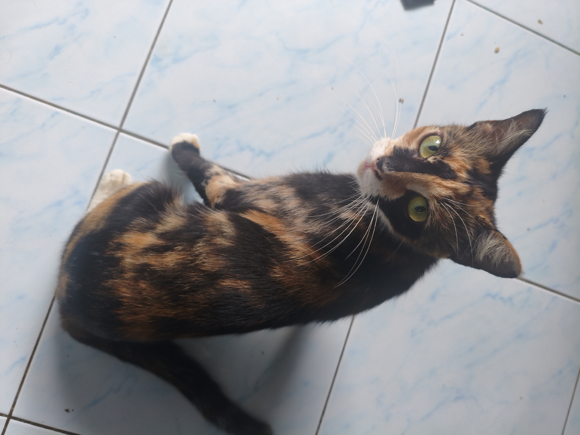 A tortoiseshell cat lies on a blue and white tiled floor, looking upwards with bright green eyes. The cat's fur is a mix of black, orange, and brown patches. Its front paws are extended, and one hind leg is bent. The floor tiles are square and have a light blue veining pattern. The scene appears to be indoors, possibly in a home or a shop. The lighting suggests it might be daytime, with natural light illuminating the scene from above. There are no people visible in the image.
