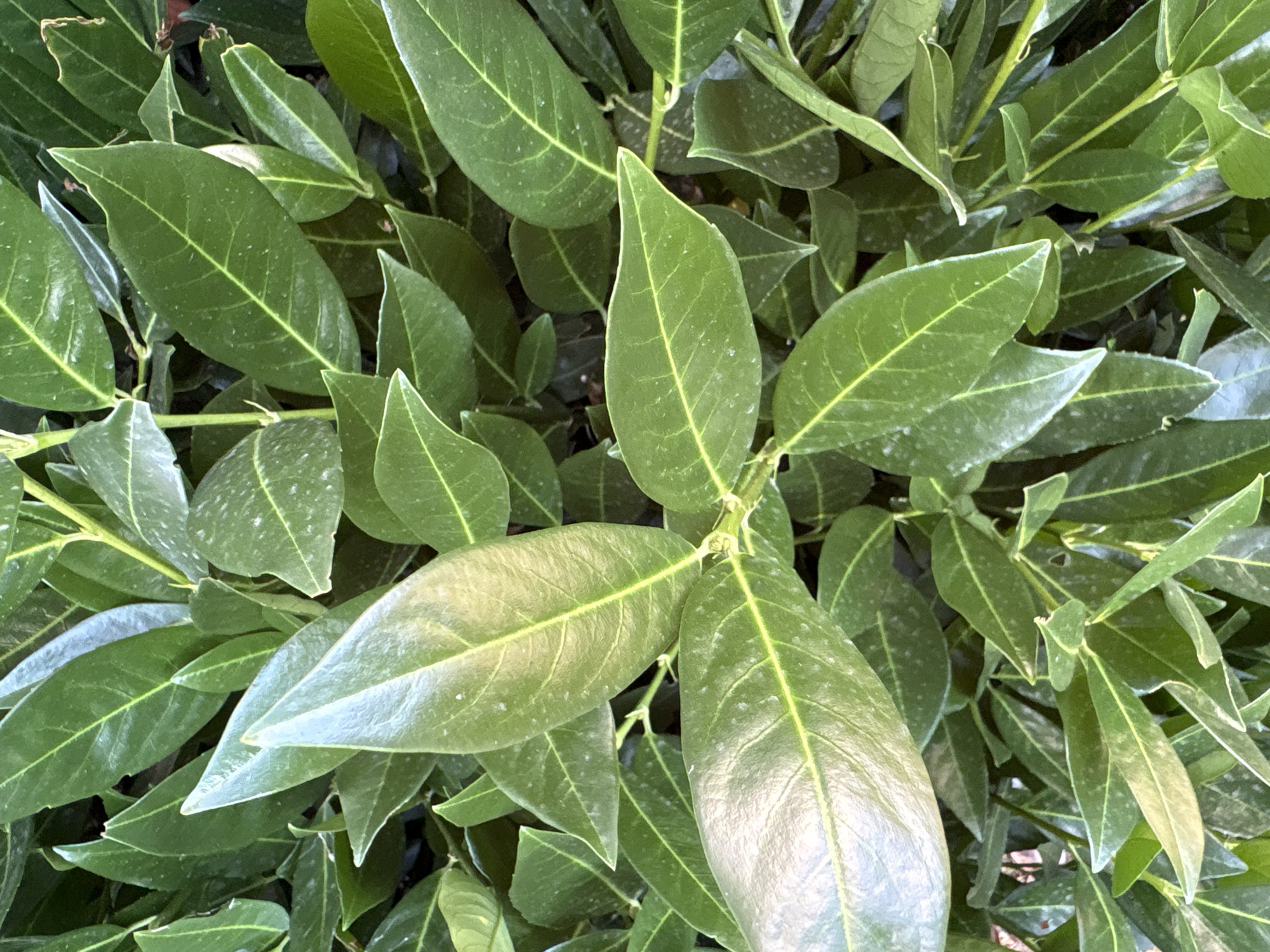 The image is a close-up, overhead shot of lush green foliage, likely a hedge or shrub. The leaves are elongated and pointed with visible veins. Some leaves have a slight sheen, while others show a dusty or powdery white residue. The lighting suggests an outdoor environment, possibly during the day. There are no people or discernible man-made objects in the frame. The focus is entirely on the detailed texture and varying shades of green in the plant life.