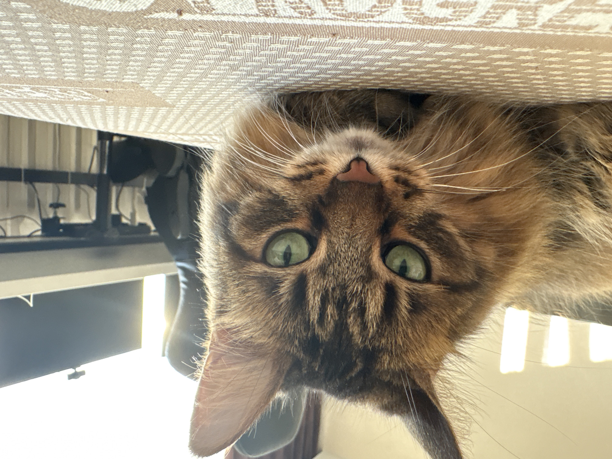 A close-up, low-angle shot shows a long-haired tabby cat with bright green eyes lying on a patterned surface. The cat's head is turned towards the camera, with its ears perked. The background is blurred but appears to be an indoor setting with furniture and possibly a window with sunlight streaming through. The scene does not provide any specific clues about its location in Babruysk, Belarus.