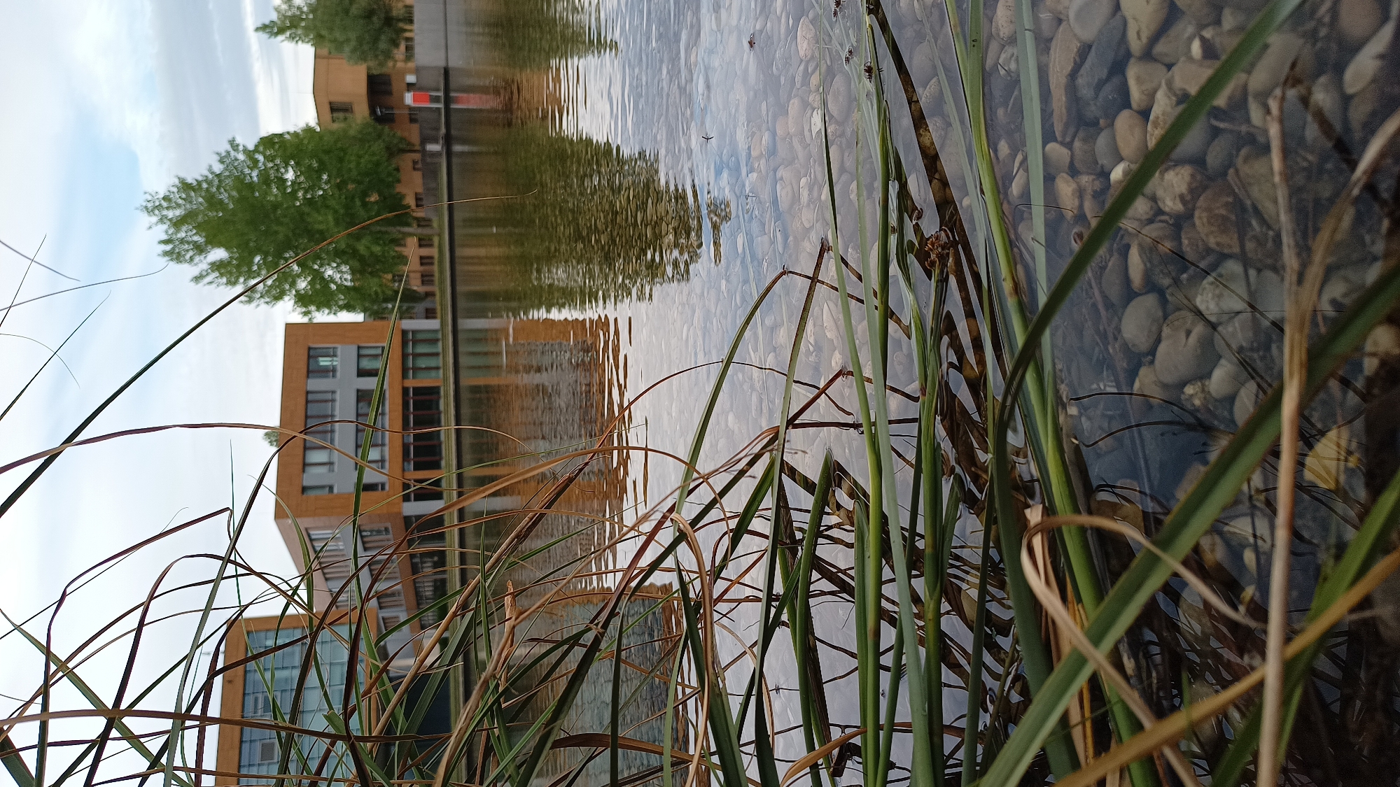 This is a low-angle, close-up photograph of reeds and stones in a body of water. The reeds are in the foreground, partially submerged and casting reflections on the water's surface. The water is clear, allowing a view of the smooth, rounded stones on the bottom. In the background, a modern building with a wood-paneled facade and large windows is visible across the water. A large, leafy green tree stands to the right of the building, with another similar building further to the right. The sky above is overcast with soft, diffused light. This scene is located in Unterhaching, Germany, likely at the "Biotop am Bahnhof," an ecological pond area near the train station, which features contemporary architecture and natural landscaping. There are no people or animals visible in the image.