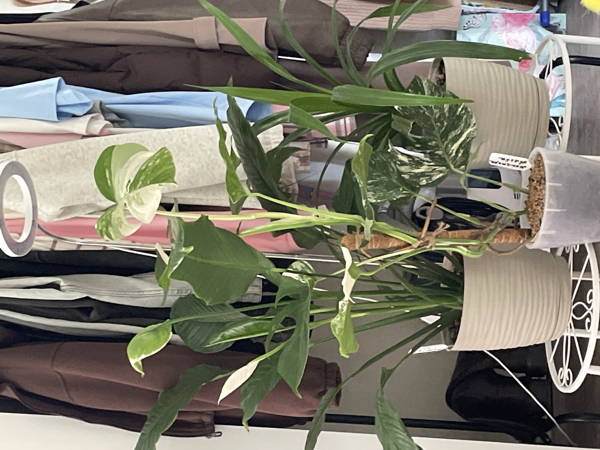 The image shows a close-up view of three potted plants in front of a rack of clothing. The plants are of various sizes and types, with one in the center featuring a prominent variegated leaf. The clothing rack behind the plants holds several garments in different colors and textures. A white circular lamp with LED lights is visible at the top of the frame, positioned above the plants and clothing. The scene appears to be indoors, possibly in a home or a retail setting, with a white metal stand supporting the potted plants. The lighting suggests it might be daytime, with artificial light from the lamp contributing to the overall illumination. The image does not provide any information about the specific location within Bazarnyy Karabulak, Russia, or any details about people or actions.