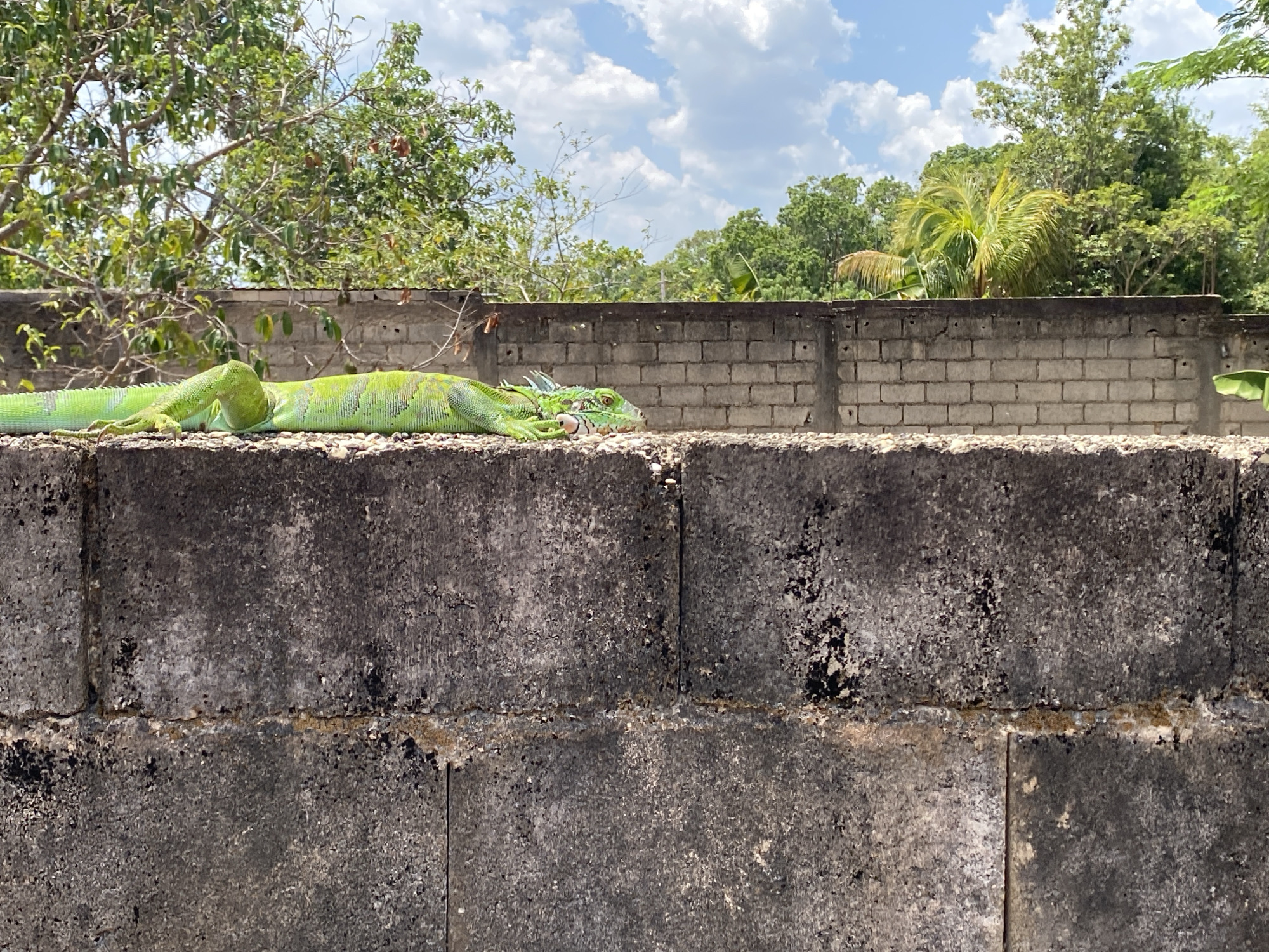 Location: Tinaquillo, Venezuela.
Scene: A large, green iguana is lying lengthwise on top of a dark gray concrete block wall. The wall is partially covered with black organic growth. Behind the concrete block wall is a second, shorter wall made of light gray cinder blocks. Vegetation, including trees and a palm tree, is visible above and behind the cinder block wall. The sky is visible in the background and is blue with scattered white clouds.