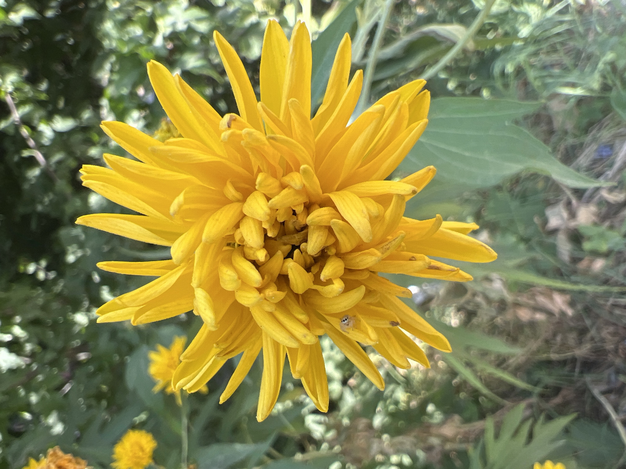 A close-up, eye-level shot showcases a vibrant yellow flower, likely a type of aster or sunflower, dominating the frame. Its numerous, pointed petals radiate outwards from a densely packed, slightly ruffled center. A tiny, pale spider with dark markings is visible on one of the lower petals, to the left of the flower's center. The flower is set against a softly blurred background of green foliage and hints of other yellow flowers, suggesting an outdoor garden setting. The image captures the intricate detail and bright color of the flower, with a shallow depth of field drawing focus to the central bloom and its tiny inhabitant. The implied location is a botanical garden or a residential garden within Tashkent, Uzbekistan, given the context.