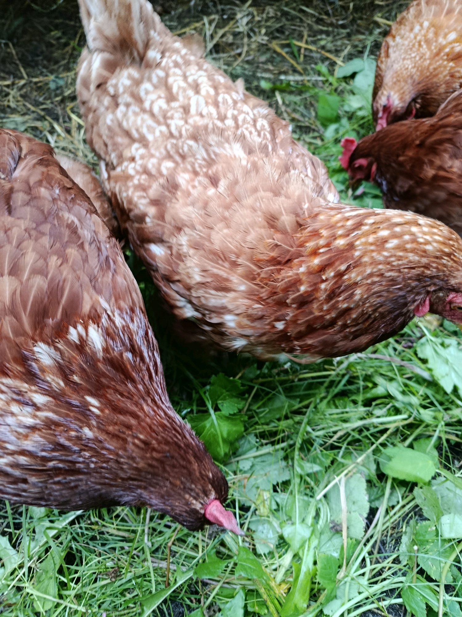 The image shows a close-up, overhead view of several chickens foraging in a grassy area with some hay. The chickens have brown and white speckled feathers. One chicken in the foreground has its head down, pecking at the grass. Another chicken, further back and slightly to the left, also has its head down. In the background, two more chickens are visible, also with their heads down, seemingly eating. The environment appears to be a natural outdoor setting, possibly a farm or a backyard, with green grass and some dried grass or hay. The lighting suggests it is daytime. There is no specific indication of the location being in the city of Верея, Russia, as the image lacks any distinguishing landmarks or contextual information for that specific location.