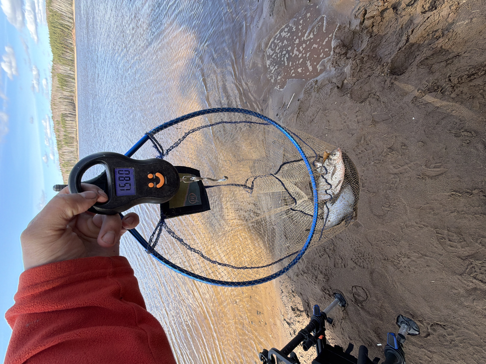 A person wearing a red shirt is holding a digital scale measuring 1.58 kg attached to a blue fish net containing fish. The scene is outdoors, likely on a sandy riverbank or beach, with a body of water visible in the background and trees along the opposite shore. A black stand with blue accents is visible near the lower edge of the image. The location could possibly be near the city of Chaikovsky, Russia, based on context provided.