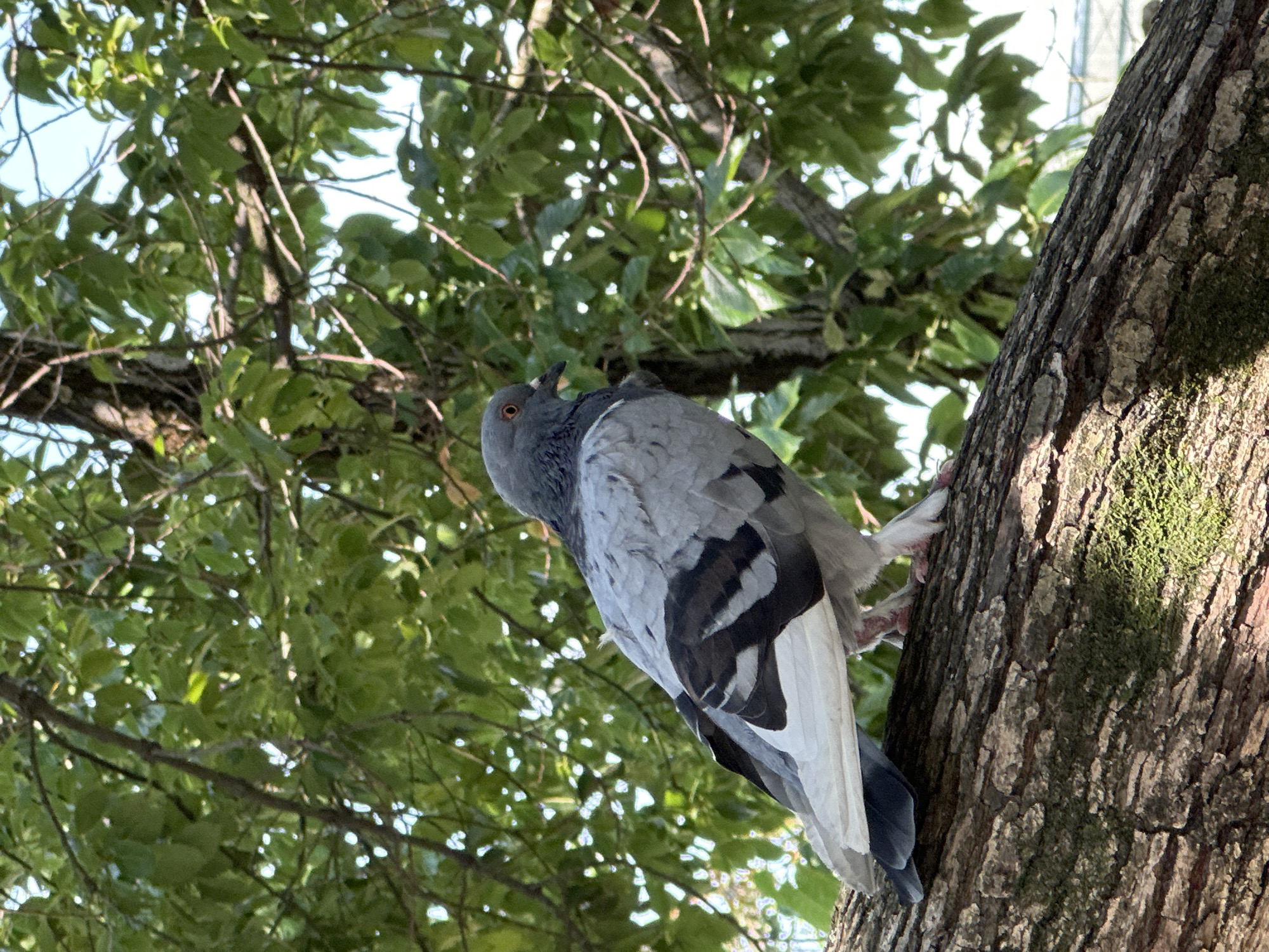 A pigeon is perched on a thick, moss-covered tree branch. The pigeon is gray with black markings on its wings and white tail feathers. Its eye is visible, appearing reddish-orange. The background consists of lush green leaves and branches of a tree, with a bright sky visible through the foliage. The scene appears to be outdoors, likely in a park or natural setting within the city of Sochi, Russia.
