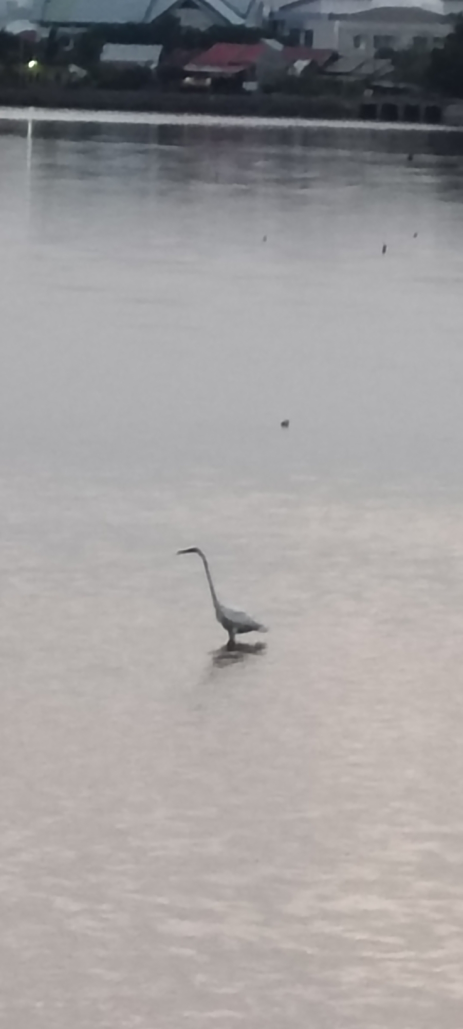 A bird with a long neck and legs stands in shallow water. The water appears calm with gentle ripples. In the background, a shoreline is visible with buildings and structures, suggesting an urban environment. The lighting is diffused, indicating it may be overcast or twilight. The image resolution is low, making fine details difficult to discern. The overall scene depicts a natural element within a developed landscape, possibly a waterfront area in Lhokseumawe, Indonesia, given the provided context.