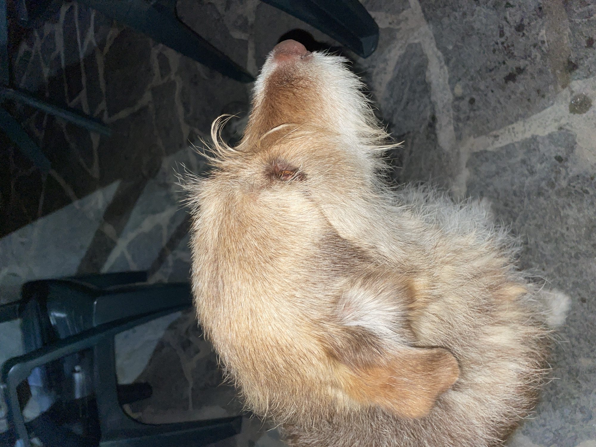 A medium-sized dog with light brown and white shaggy fur is positioned in the foreground of the image, facing right in profile. Its fur is disheveled, with strands sticking up around its head. The dog's eyes are partially visible and appear brown. Its nose is a dark pinkish-brown color. The dog is standing on a grey, patterned stone surface. In the background, dark green plastic chairs are visible, partially obscuring a stone floor with a mosaic-like pattern. The lighting suggests it is evening or night, with artificial light casting shadows. The setting is outdoors, likely an area with outdoor seating such as a restaurant or cafe patio in Zlatograd, Bulgaria.