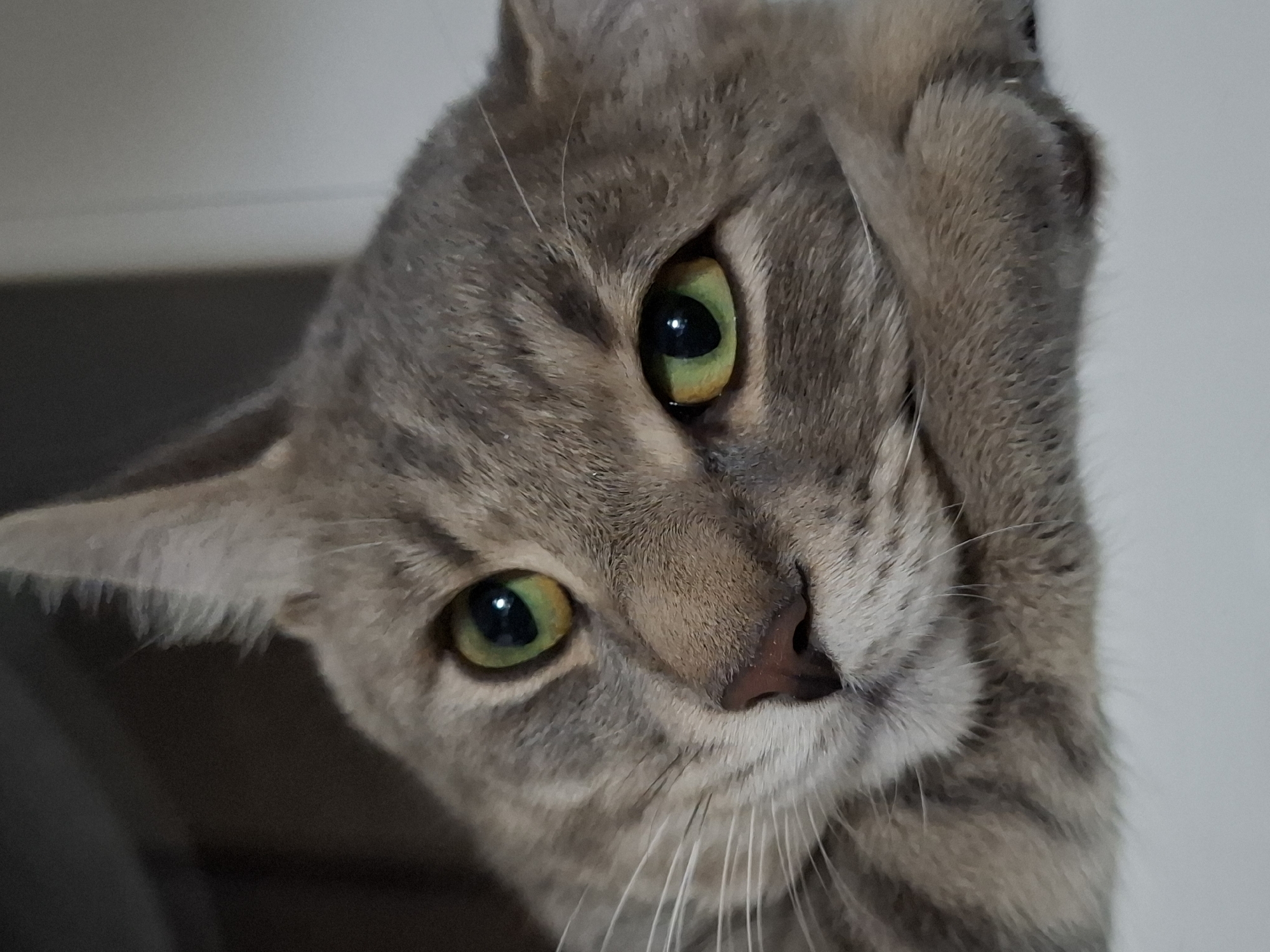 Close-up of a gray tabby cat with green eyes. The cat's head is tilted to the side. The background is a neutral color. It's not possible to determine the location as Novi Sad, Serbia or any other location, from the image.
