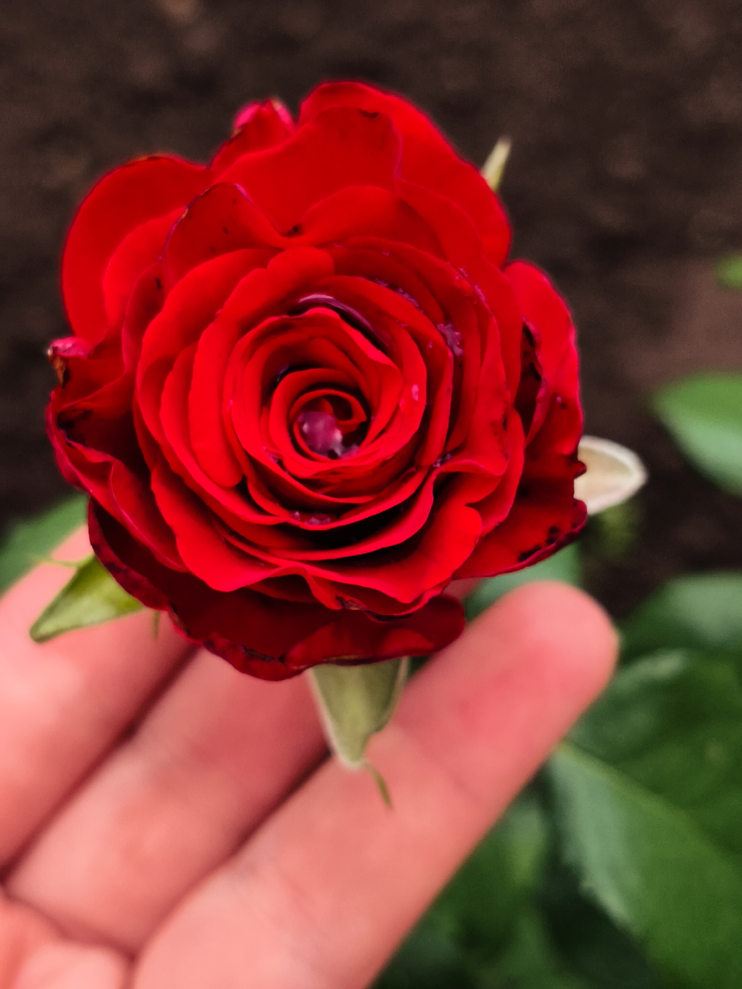 A close-up shot features a vibrant red rose with multiple layers of petals, some of which have dark spots. A person's hand, with visible finger pads, is holding the stem of the rose from below. The background is blurred, showing dark soil and green foliage. The image is cropped to focus on the rose and the hand. The specific location in Chaikovsky, Russia, is not identifiable from the visual information provided in the image.