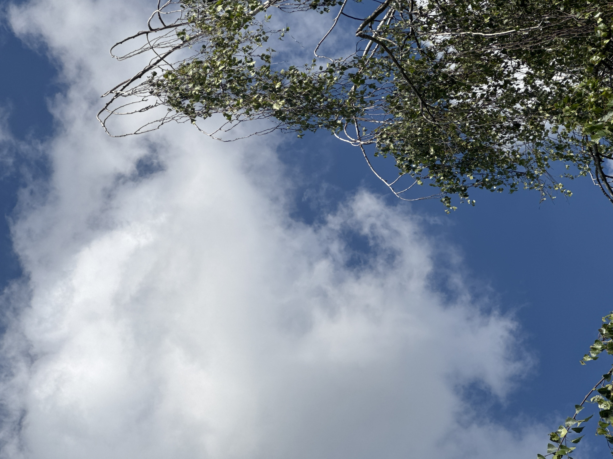 A low-angle, close-up shot shows the top branches of a birch tree against a bright blue sky with scattered white clouds. The branches are thin and arching, with delicate green leaves. The image appears to have been taken outdoors in a natural setting. The location is specified as Yarominski Sel'ski Sovet, Belarus.