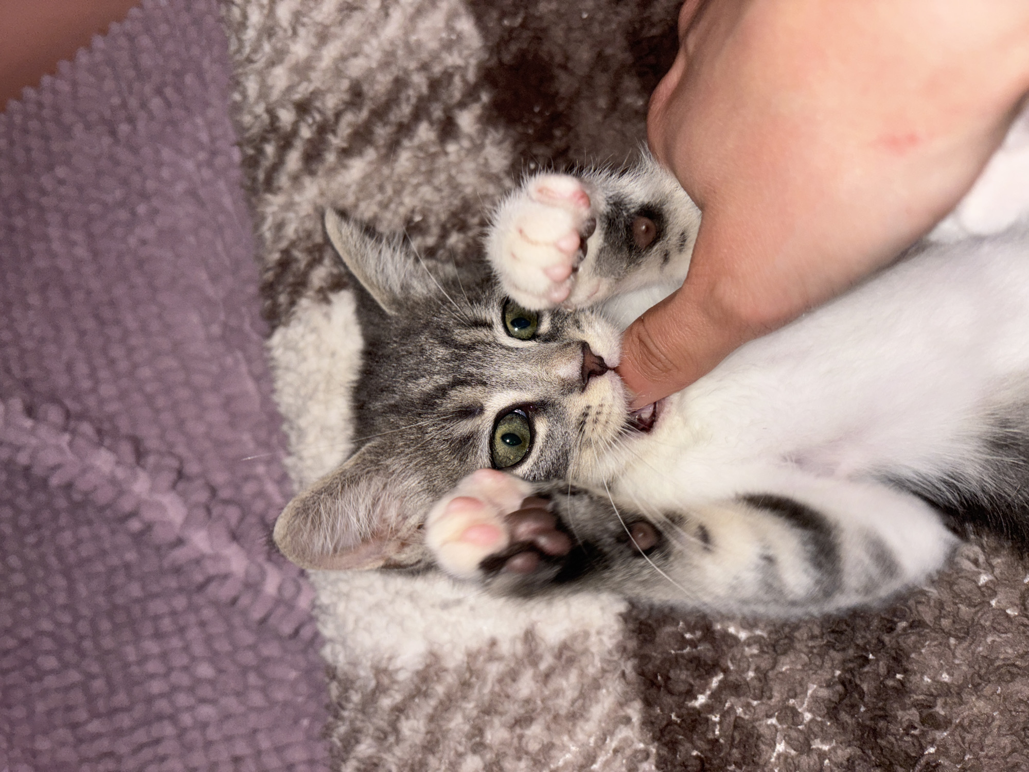 The image displays a playful interaction between a small, grey and white tabby kitten and a human hand, set indoors on a textured surface. The kitten is lying on its back, with its head turned towards the right, engaging playfully with a human finger. Its mouth is open, revealing tiny teeth, as it gently bites or mouths the finger.
The kitten features striking green eyes, a pink nose, and distinctive grey tabby markings on its head and body, contrasted by a white chest and belly. Its front paws are raised, showcasing adorable pink toe beans. The human hand, with a light skin tone, has one finger extended towards the kitten's mouth, indicating an affectionate play session. A faint reddish mark is visible on the back of the hand.
The background consists of a soft, mottled brown and white textured blanket or rug on the right side, and a blurred, textured purple fabric on the left, suggesting a cozy, domestic indoor environment. The lighting appears to be artificial, typical of indoor settings. The overall scene conveys a feeling of cuteness, warmth, and playful companionship. No specific location cues are visible in the image to confirm Sofia, Bulgaria, and there is no visible text.