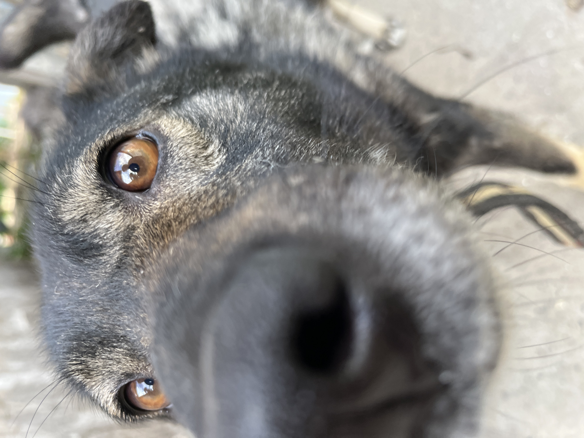 A close-up, low-angle shot shows the face of a dog, likely a German Shepherd mix, from the nose to the eyes. The dog's fur is a mix of black and grey, with lighter brown markings around its eyes. The dog's eyes are a warm amber color, and they appear to be looking directly at the camera. The background is blurred, but it appears to be an outdoor setting with a concrete surface. The image was taken in Krasnyye Barrikady, Russia.