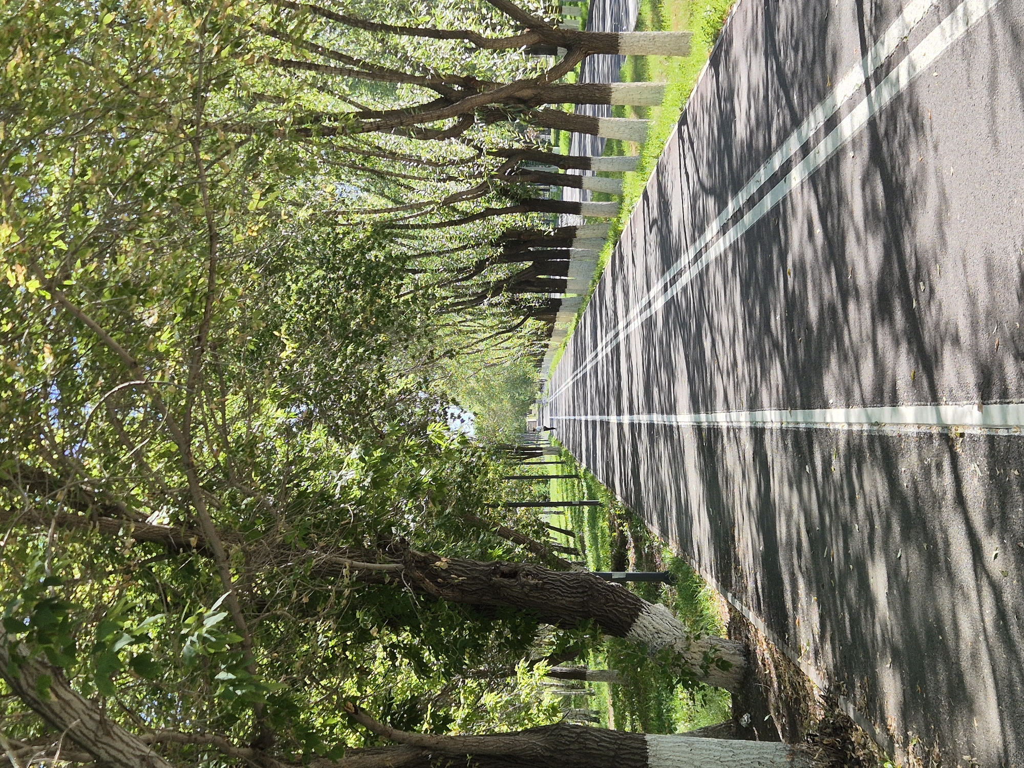 The image shows a paved pathway lined with trees on both sides, creating a shaded tunnel effect. The pathway has two white lines marking lanes, suggesting it is a road or a dedicated path for vehicles or recreational activities. In the distance, a lone figure can be seen walking or jogging on the pathway. The trees are lush and green, with sunlight filtering through their leaves, casting dappled shadows on the ground. The ground beside the pathway is covered in green grass, and some fallen leaves are visible near the trees. In the background, more trees and some lampposts are visible. The scene appears to be in a park or a tree-lined boulevard. Based on the architectural style of the white bases of the trees, which is typical in Astana, and the overall landscaping, this scene is likely located in Astana, Kazakhstan, possibly along the Esil River embankment or within a park like the Presidential Park or the Botanical Garden.