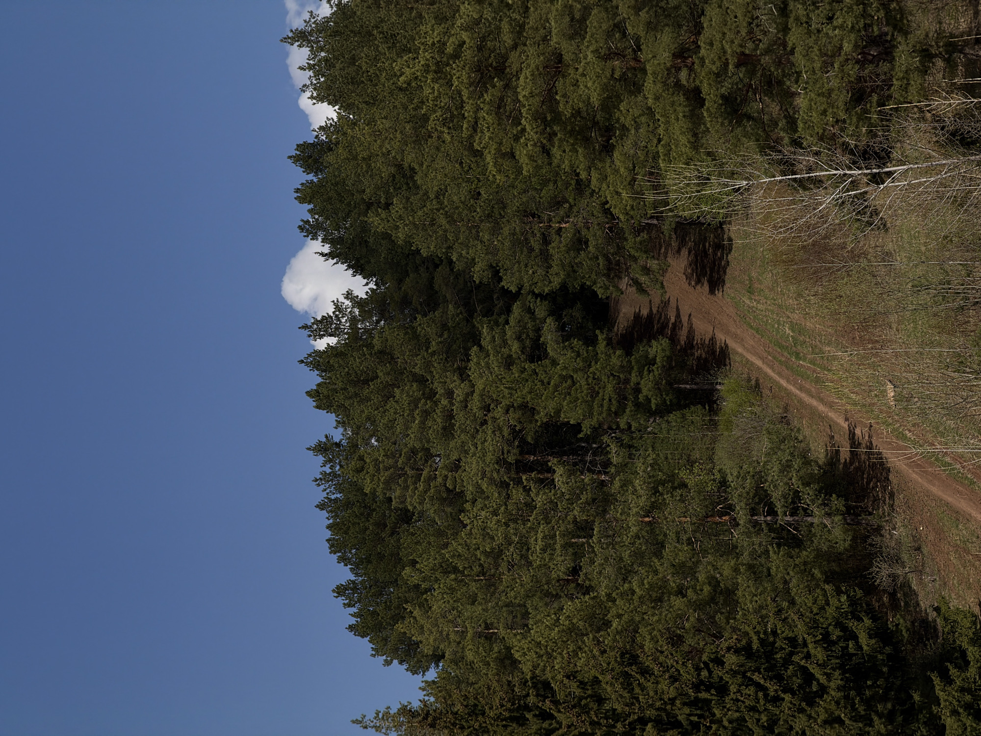 A dirt road winds through a dense forest in Прикамский, Russia. The trees are primarily evergreen, with a few bare deciduous trees lining the road. The sky is blue with a few white clouds.