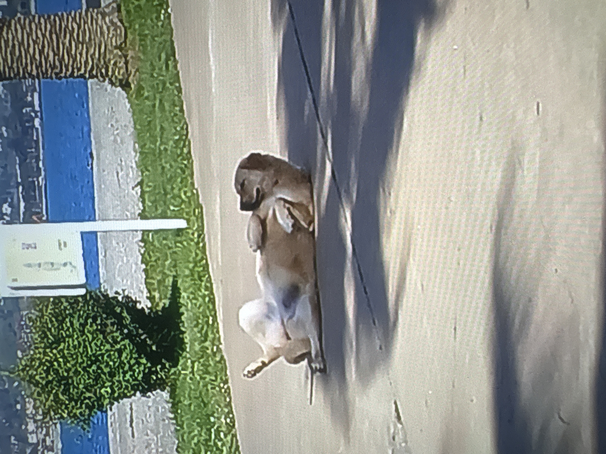 A medium-sized, light brown dog is lying on its back on a concrete pathway, with its legs in the air. The dog appears relaxed and is possibly enjoying the sun. The pathway is bordered by a strip of green grass, and beyond that, a sandy beach and a body of blue water. In the background, there are buildings and trees, suggesting an urban or coastal setting. A palm tree trunk is visible on the right side of the frame. The overall scene is one of a peaceful outdoor environment. The image was likely taken in Batumi, Georgia, a coastal city known for its beaches and green spaces.