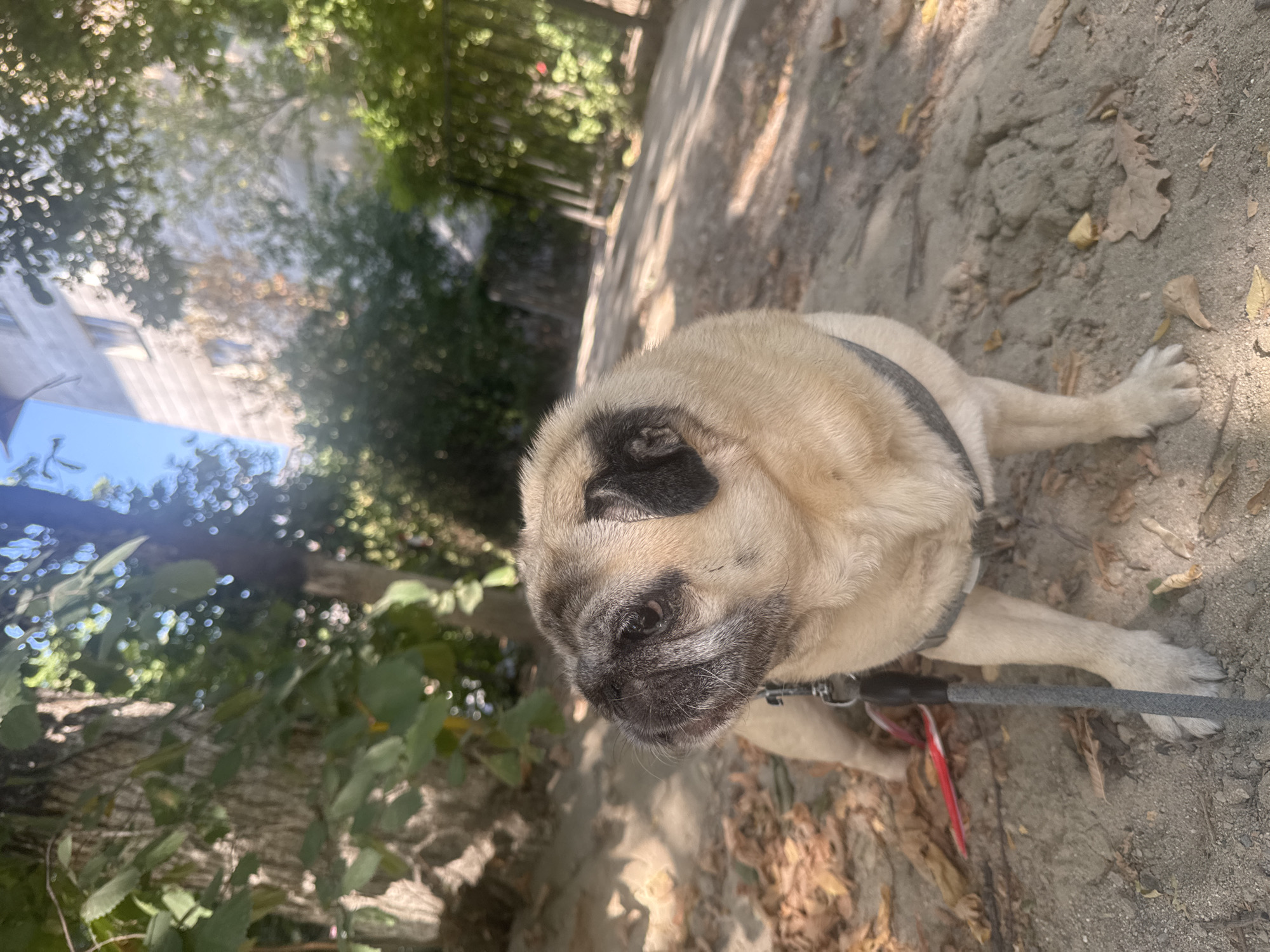 A pug is standing on a dirt path in an outdoor urban environment, possibly Bishkek, Kyrgyzstan. The pug is facing left, with its head slightly turned. It is wearing a grey harness and a red and black leash. The background shows trees, foliage, and a building with windows. The ground is covered in dirt and fallen leaves. Sunlight is casting shadows on the ground, indicating it is daytime. The overall scene suggests a casual outdoor setting within a city.