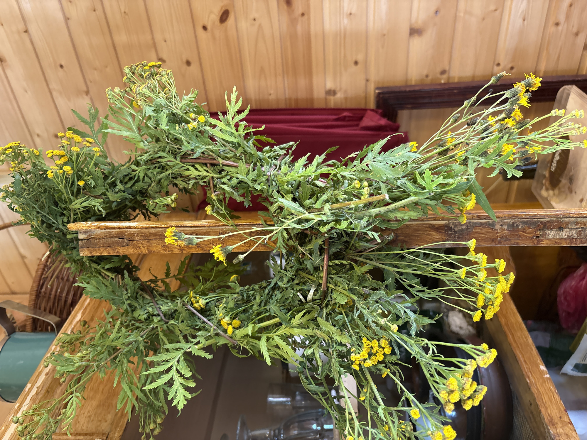 In the city of Lyady, Russia, a wreath made of green foliage and small yellow flowers hangs from a rustic wooden support. The wreath is substantial and cascades downwards, its leafy branches interwoven with stems of yellow blossoms. The background consists of a wall paneled with light-colored wood, giving the scene a rustic, possibly rural or cabin-like ambiance. On shelves to the left, various items are visible, including glassware and what appears to be bowls. A dark red cloth is draped behind the wreath. The overall impression is one of natural, dried materials forming a decorative object within a wooden interior.