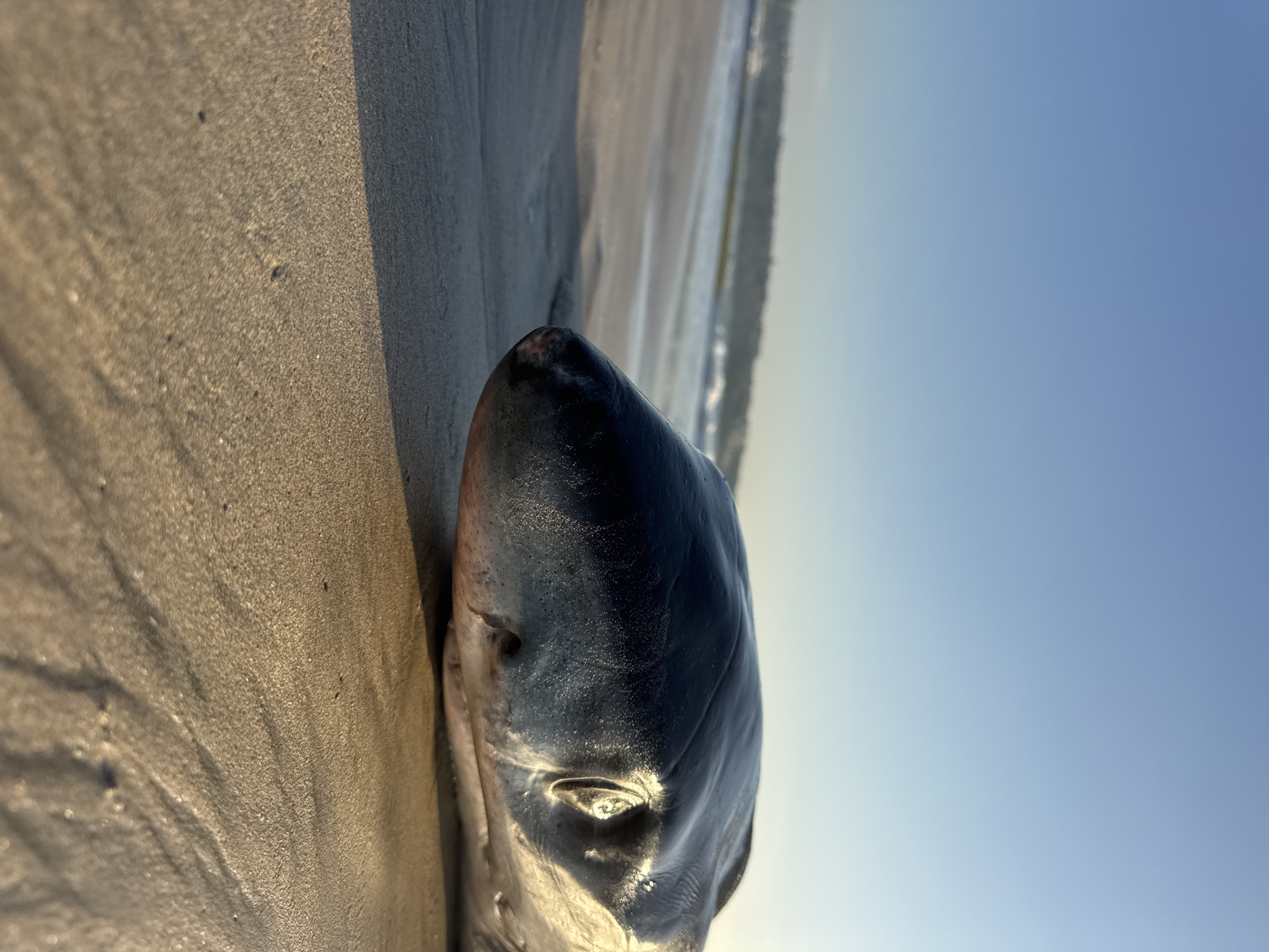 A low-angle, close-up shot captures the head of a deceased shark lying on the wet sand of a beach. The shark's dark, sleek skin is visible, with its eye glinting. The background shows a blurry expanse of ocean waves and a clear sky, suggesting the scene took place at sunrise or sunset. The location is identified as Kuta Selatan, Indonesia, a popular tourist area known for its beaches. There are no people or other animals visible in the image. The overall impression is one of stillness and natural decay.