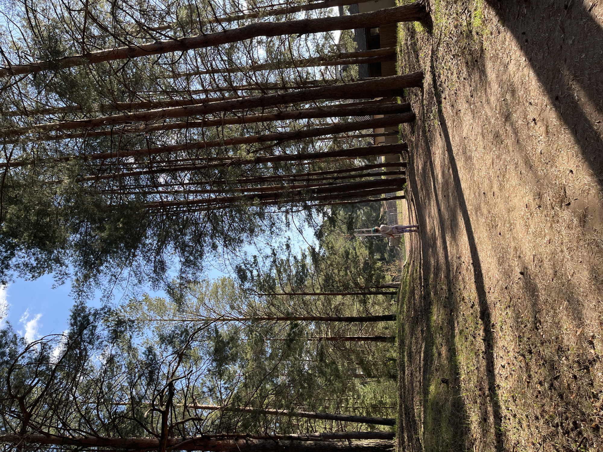 A pathway runs through a forest in Chaikovsky, Russia. The path appears worn, with dirt and sparse vegetation. Tall, slender trees flank both sides of the path, their canopies reaching towards the sky, creating a dense, shaded area. At the end of the path, a small person is standing. The sky is visible through gaps in the tree branches.
