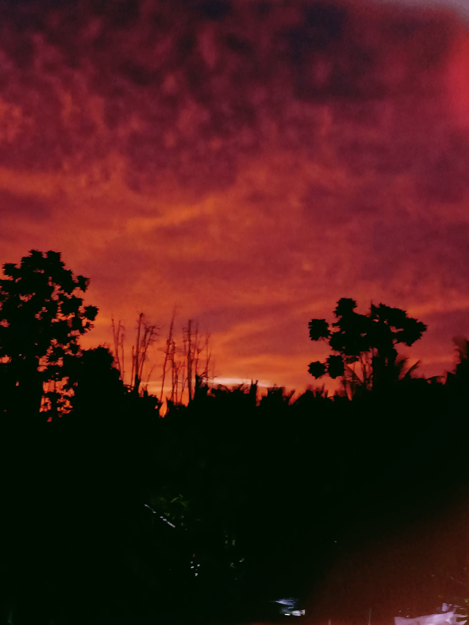 A silhouetted tree is visible on the left side of the image against a fiery red sky filled with clouds. In the center, a line of bare, thin trees stands out against the vibrant sky, with some foliage visible to their right. The horizon is obscured by the dark silhouettes of trees and other vegetation. The lower portion of the image is dark, with only faint hints of man-made structures or lights visible at the very bottom. The scene appears to be a rural or semi-rural area during sunset or sunrise, likely in Blang Cut, Indonesia, given the mention of the location.