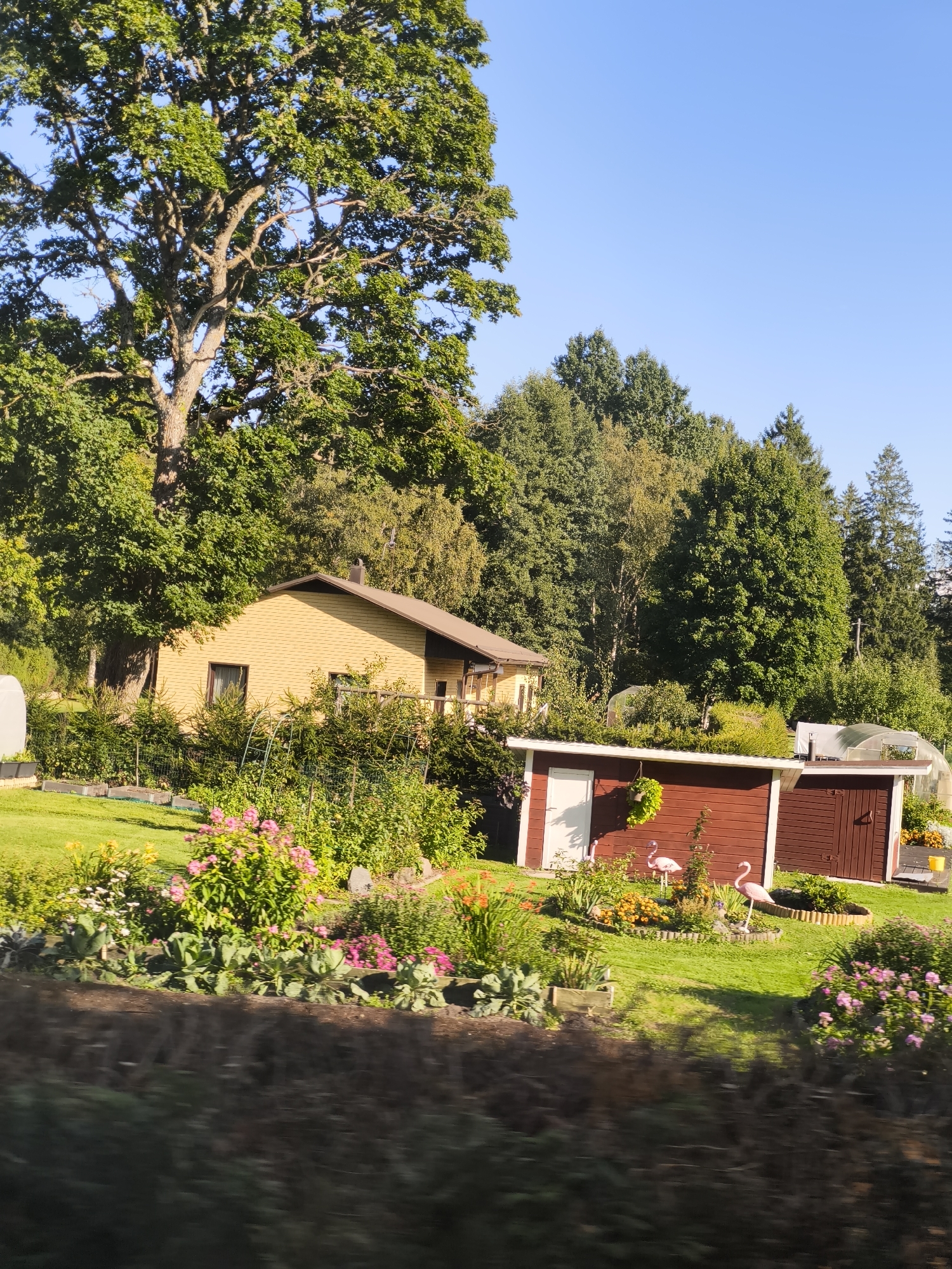 In Vihterpalu, Estonia, a residential property is depicted under a clear blue sky. A light yellow single-story house with a brown roof is visible, partially obscured by a large, leafy tree. Adjacent to the house is a red-painted shed with white trim and two doors. In front of the shed, a garden area features various plants and flowers, including pink flamingos as decorative elements. A neatly mowed green lawn surrounds the garden and structures. The background is filled with dense green trees. The image appears to have been taken from a moving vehicle, as indicated by the blurred foreground.
