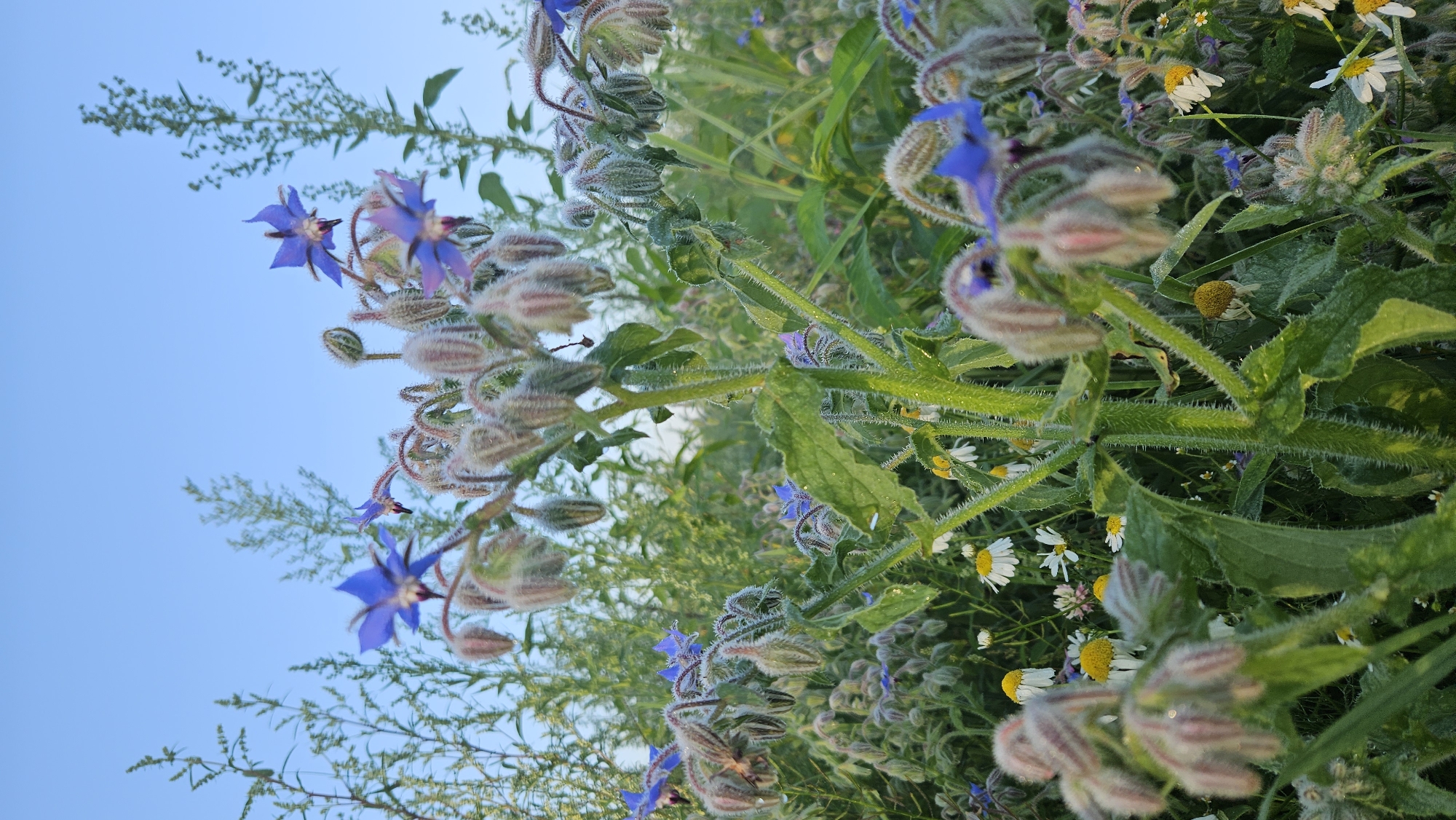 This is a close-up, eye-level, vertical shot of a field of wildflowers, likely in Kapūņi, Latvia. The foreground is dominated by a fuzzy, green stalk with star-shaped blue flowers and closed buds covered in soft, white hairs. In the background, smaller white and yellow wildflowers, possibly daisies, are scattered amongst the greenery. The sky is a clear, pale blue. The lighting suggests it is early morning or late afternoon, with a soft, diffused light illuminating the scene. There are no people or animals present. The overall impression is one of natural beauty and tranquility.