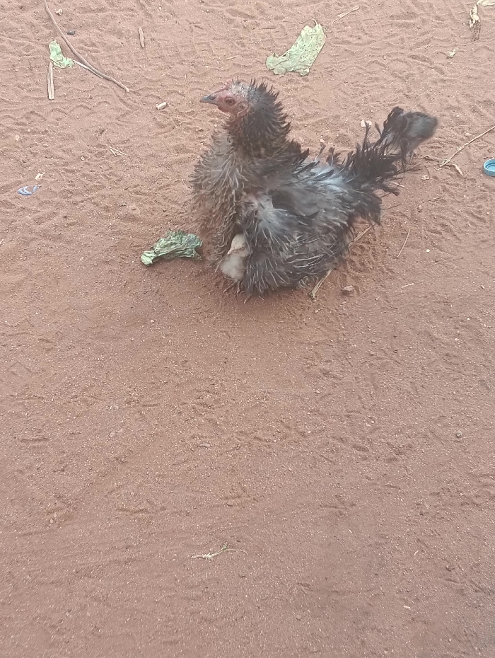 A black hen with disheveled, damp-appearing plumage is depicted sitting on reddish-brown earth, sheltering a small, light-colored chick partially visible beneath its breast feathers. The scene is an unpaved outdoor area in Kyamatu, Kenya. Scattered objects on the ground include several dry leaves, a blue plastic bottle cap, and faint ground impressions. No human presence is observed.