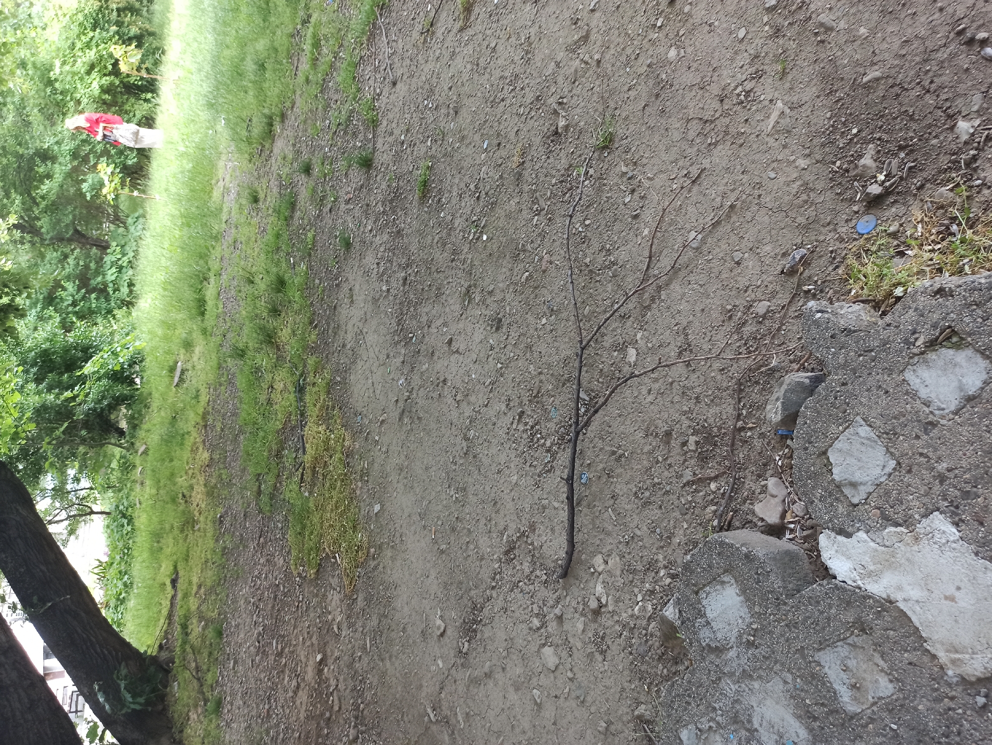 The image shows a dirt ground with a small tree branch lying on it, near a broken concrete structure. Grass and trees border the ground. A person in a red jacket stands in the background near the trees. The location is a dirt path adjacent to a grassy area with trees, potentially in a park or undeveloped urban space.
