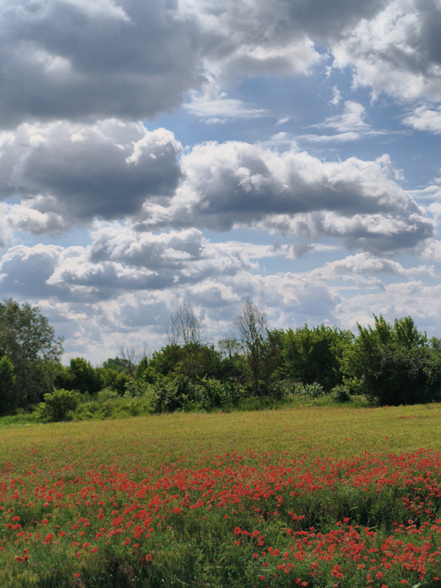 A lush field of vibrant red poppies stretches across the foreground of this image, creating a striking contrast with the verdant green foliage and the earthy tones of the field. The poppies, in full bloom, form a dense carpet of color, their delicate petals scattered amongst the taller grasses. In the middle ground, a dense line of trees and bushes forms a natural barrier, their leaves a spectrum of greens, suggesting a natural, possibly rural, landscape. The trees are varied, with some appearing thicker and more mature than others, hinting at a mix of species and ages. The sky above is a dramatic expanse of clouds, with heavy, dark grey formations interspersed with brighter, fluffier white clouds. Glimpses of bright blue sky peek through the gaps, indicating a dynamic and changeable weather pattern, possibly a partly cloudy day. The overall impression is one of natural beauty and the abundance of nature. The scene evokes a sense of tranquility and the simple pleasures of the countryside. There is no visible text in the image. The time of day appears to be daylight, given the brightness of the scene and the quality of the light on the clouds. The location is contextually Ustyvytsia, Ukraine, which aligns with the pastoral setting of the image.