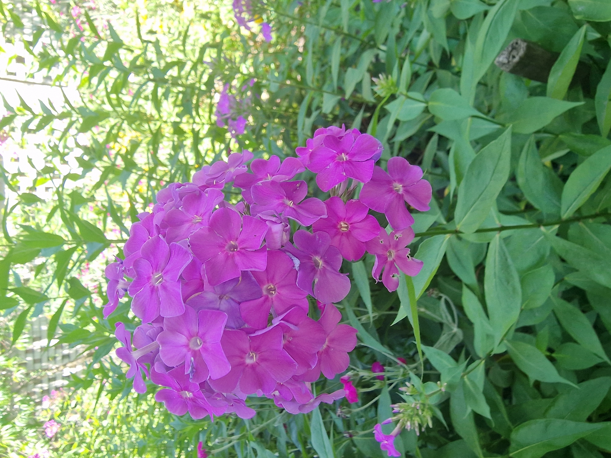 A cluster of bright purple phlox flowers dominates the foreground of this outdoor image. The flowers are in full bloom, with five petals each, and some have a lighter pinkish hue towards their centers. They are arranged in a rounded cluster, with individual stems visible supporting the blossoms. In the background, lush green foliage creates a soft, blurred backdrop. Some of these leaves are broad and ovate, while others are narrower and lance-shaped. Scattered among the green leaves are hints of other small purple flowers, some appearing as buds and others as individual blooms, suggesting a garden setting. To the left of the image, a blurry white picket fence can be seen peeking through the greenery, and further in the background, sunlight filters through the leaves, creating a bright, dappled effect. A small piece of dark, textured wood, possibly a broken branch, is visible among the leaves on the right side of the frame. The overall impression is one of a sunny day in a garden, with a focus on the vibrant colors of the flowers. There is no visible text in the image.