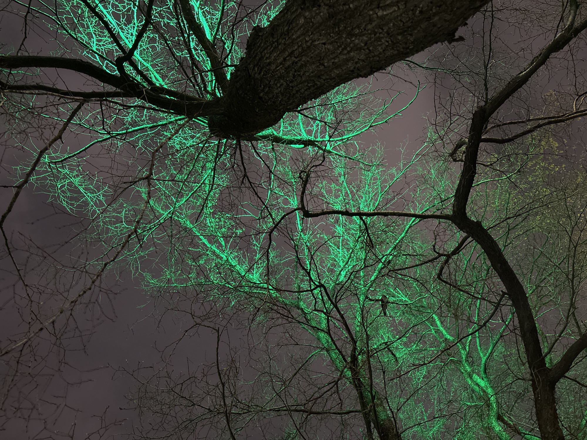 A low-angle shot of bare trees against a dusk or night sky. The tree branches are illuminated with an eerie green light, creating stark contrasts against the dark background. The location is Moscow, Russia, as the lighting and scene are characteristic of public spaces in that city. There are no visible people, subjects, or interactions present in the image. The primary object is the tree with its branching pattern dominating the frame. The environment is dark and overcast, suggestive of either early evening or a cloudy day.