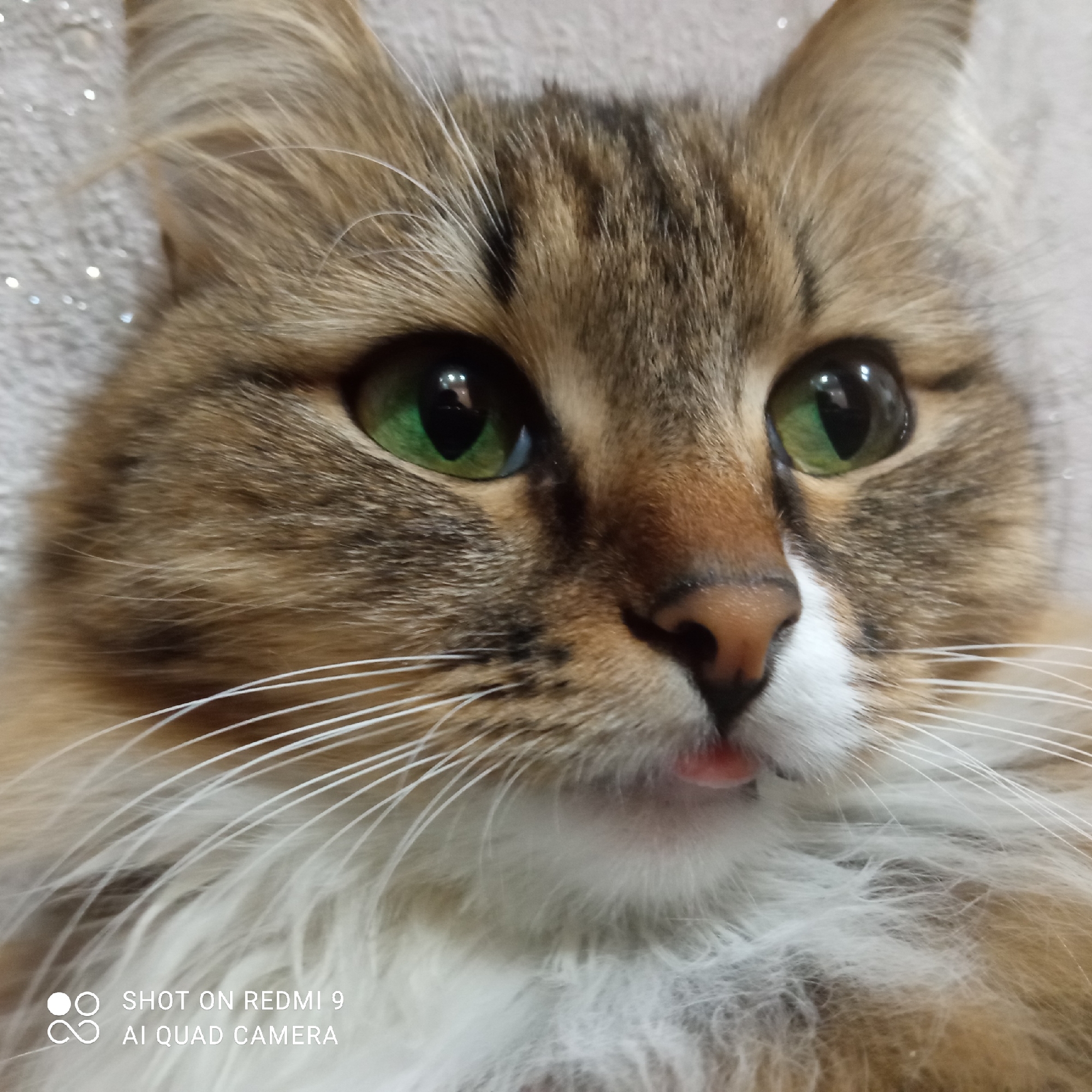 A close-up photograph shows the face of a long-haired tabby cat. The cat has green eyes, brown and black striped fur on its head, and white fur around its muzzle and chest. Its tongue is slightly protruding from its mouth. The background appears to be a textured, light-colored surface. A watermark at the bottom left corner of the image reads "SHOT ON REDMI 9 AI QUAD CAMERA." No specific location in Chaikovsky, Russia is discernible from the image.