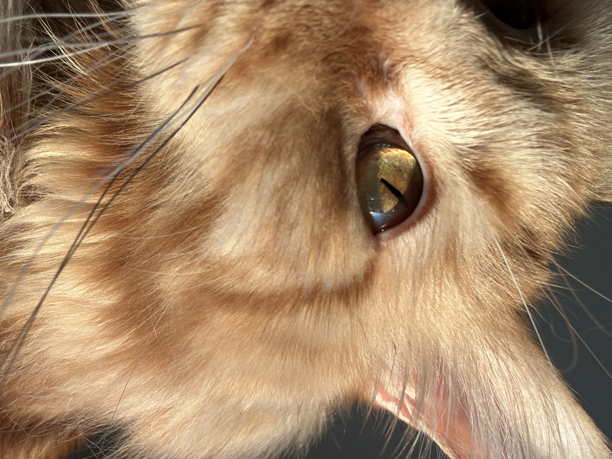 A close-up, macro photograph captures the side profile of a ginger cat's face, focusing on its right eye. The cat's fur is a warm, golden-orange hue, with individual strands visible and highlighted by the sunlight. The eye is a striking amber color with a vertical pupil, reflecting light and showing intricate patterns within the iris. The cat's whiskers are long and fine, fanning out from its muzzle and some crossing in front of the eye. The background is a dark, out-of-focus gray, providing a stark contrast that makes the cat's features stand out. The image is a detailed study of the cat's facial textures and the play of light on its fur and eye. There is no indication of the city of Chaikovsky, Russia, or any urban environment within the image.